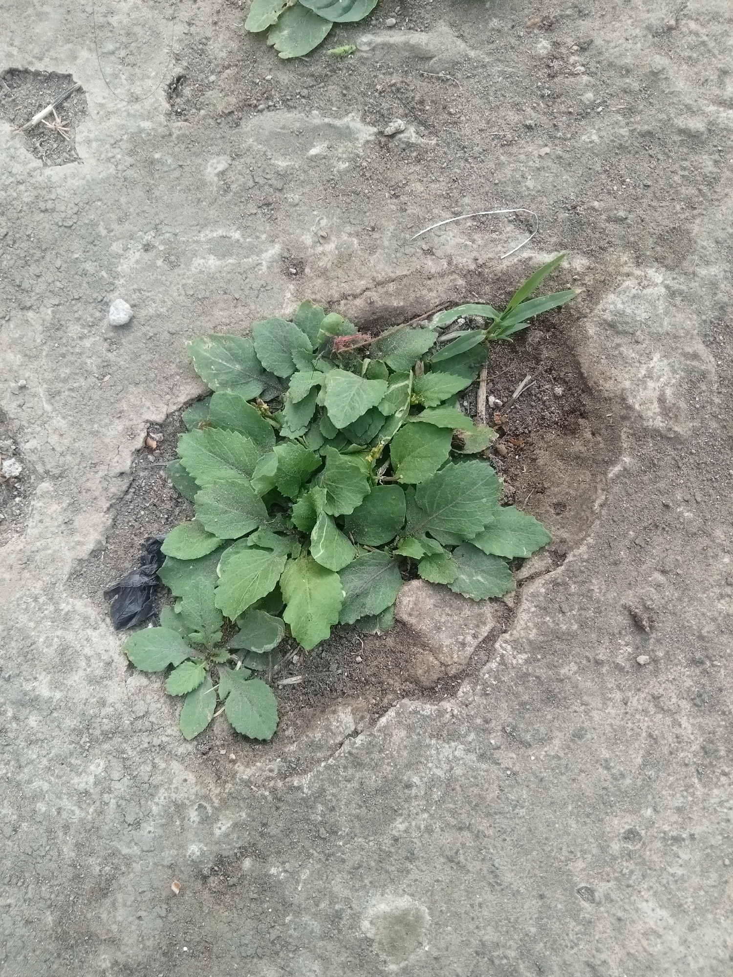 The image shows a cluster of green leafy plants growing in a hole in a concrete surface. The concrete appears cracked and weathered. There is some loose soil and debris around the plants. A small piece of black plastic is visible near the base of the plants. The scene is likely an outdoor area, possibly a sidewalk or a paved courtyard, in Malang, Indonesia. The time of day is not specified, but the lighting suggests it is daytime. No people or animals are visible in the image.
