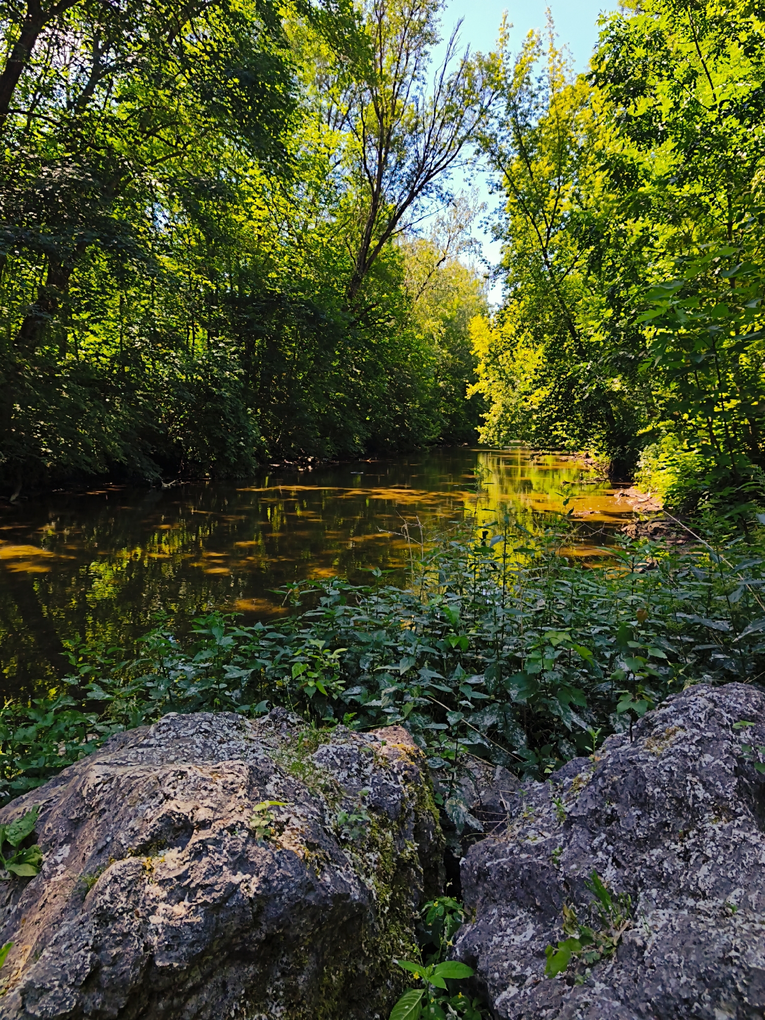 The image depicts a tranquil natural scene beside a body of water, likely a river or stream, nestled within a dense forest. The water is a murky brown color and reflects the sunlight filtering through the lush green foliage of the surrounding trees. In the foreground, large, weathered rocks are partially covered with moss and small plants. The trees on either side of the water create a canopy overhead, with sunlight dappling through their leaves. The overall impression is one of a serene, undeveloped natural environment. This scene is typical of the natural landscapes found in the Ternopil region of Ukraine, which is known for its numerous rivers, forests, and picturesque countryside.