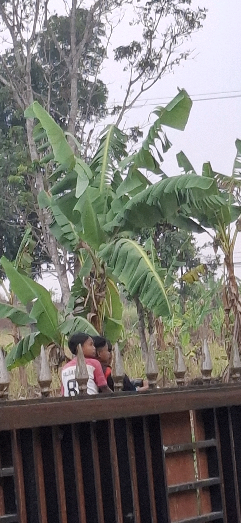 In the city of Cibinong Hilir, Indonesia, two children are seated on a decorative fence, observing something to their right. The child on the left wears a pink and white shirt with the number "8" on the back. Behind them, large banana leaves dominate the scene, interspersed with trees and a cloudy sky. The fence is made of ornate pillars with pointed tops, resting on a brown, textured surface. The foreground is a dark, latticed gate. The overall setting suggests an outdoor, possibly residential or park-like environment.