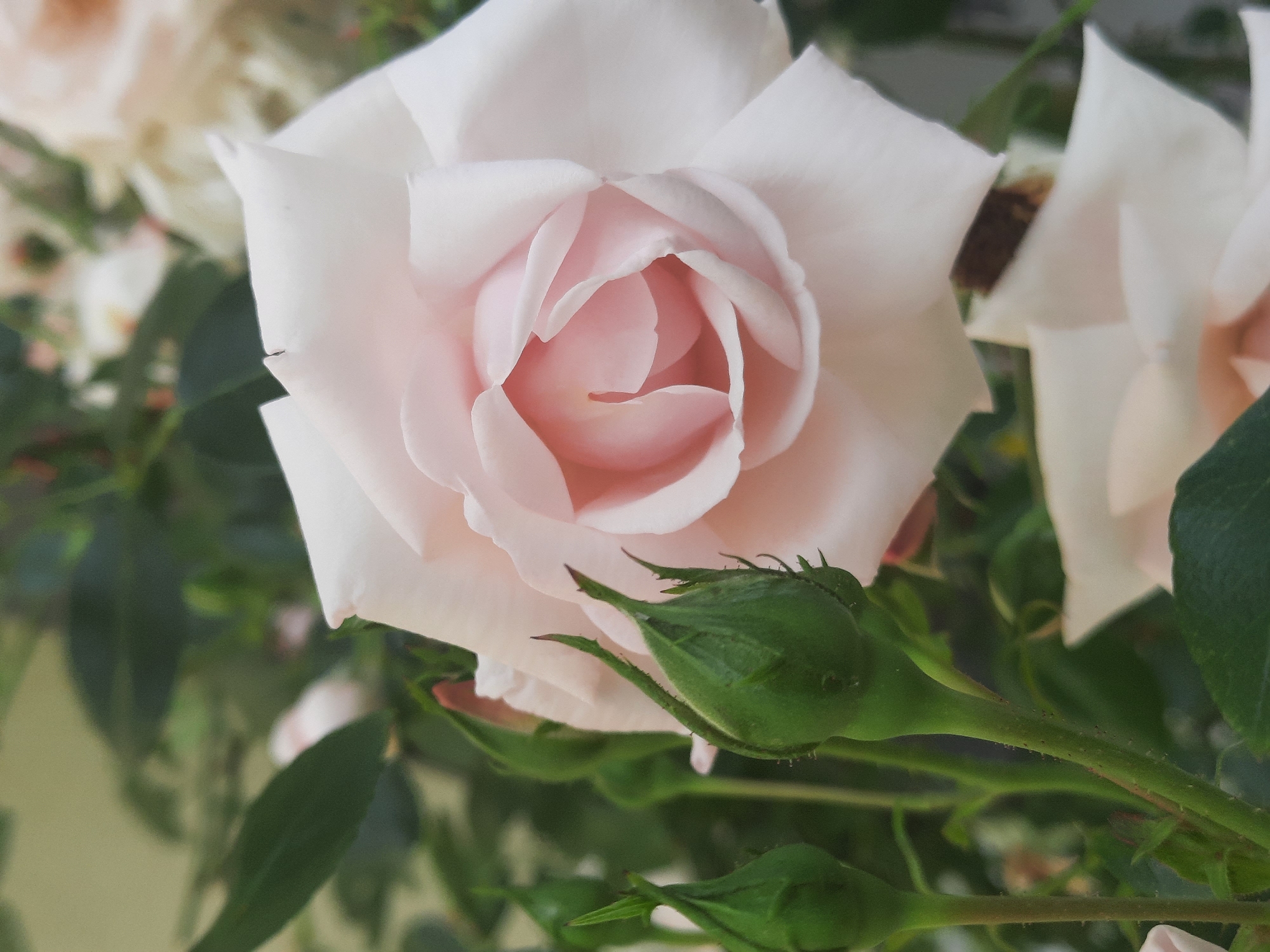A close-up, vertical, outdoor shot captures a pale pink rose in full bloom, positioned slightly to the right of the frame. The rose's petals are soft and layered, with a delicate, almost translucent quality. To the left of the blooming rose, several green rosebuds are visible, still tightly furled. The background is a blur of dark green foliage and hints of other pale roses, suggesting a garden setting. The overall lighting is soft and diffused, creating a gentle and romantic atmosphere. The image does not provide any specific information about its location in Rosenheim, Germany.