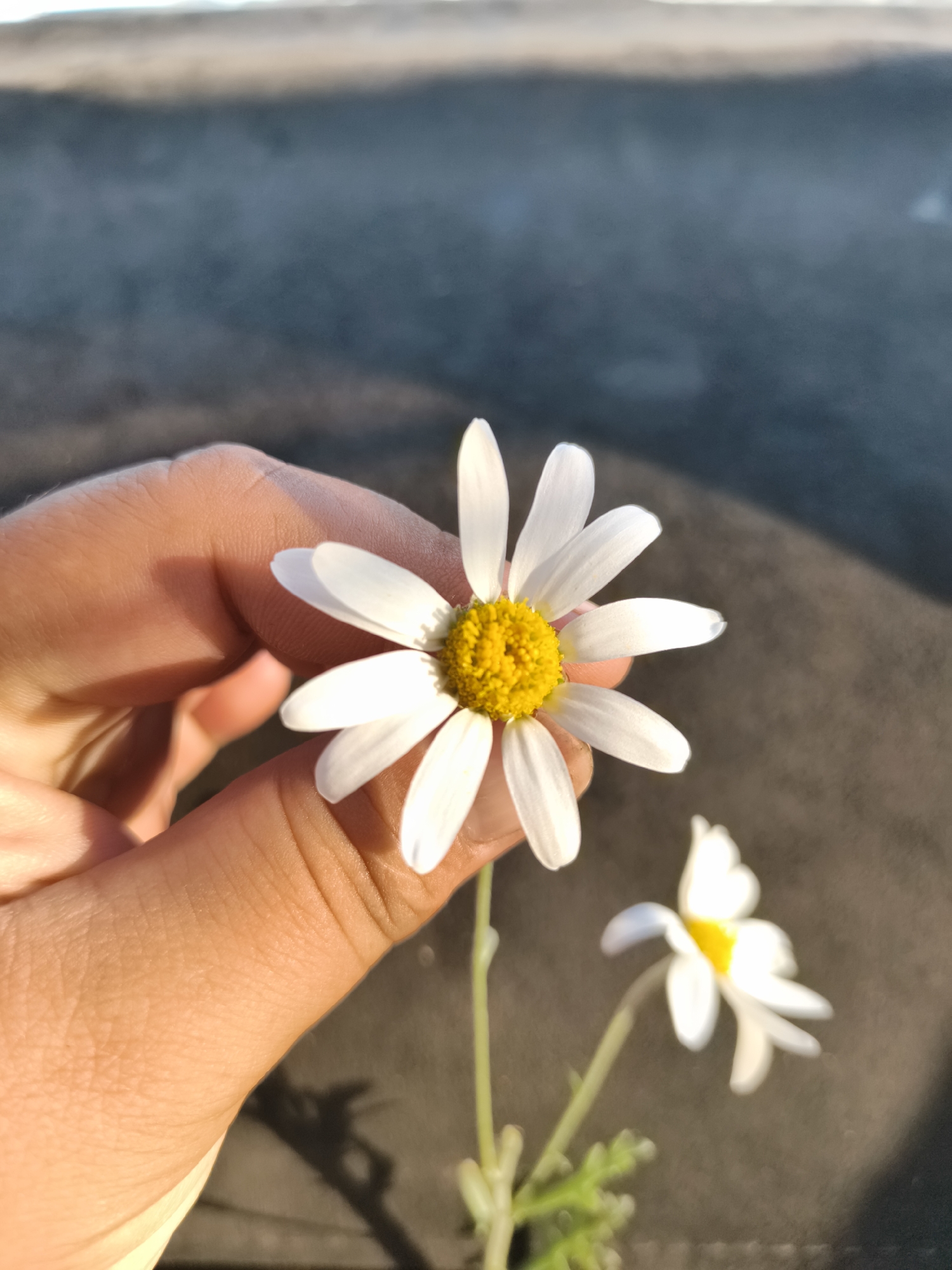 An extreme close-up shot captures a person's hand gently holding a white daisy with a yellow center. The daisy is in focus, with its delicate petals fanning out. Behind the daisy, another smaller daisy is slightly out of focus. The background is a dark, textured surface, possibly asphalt or concrete, with a faint, hazy line of light at the top. The lighting suggests it is daytime, with warm sunlight illuminating the hand and the flowers. This scene was photographed in the city of Namtsy, Russia.