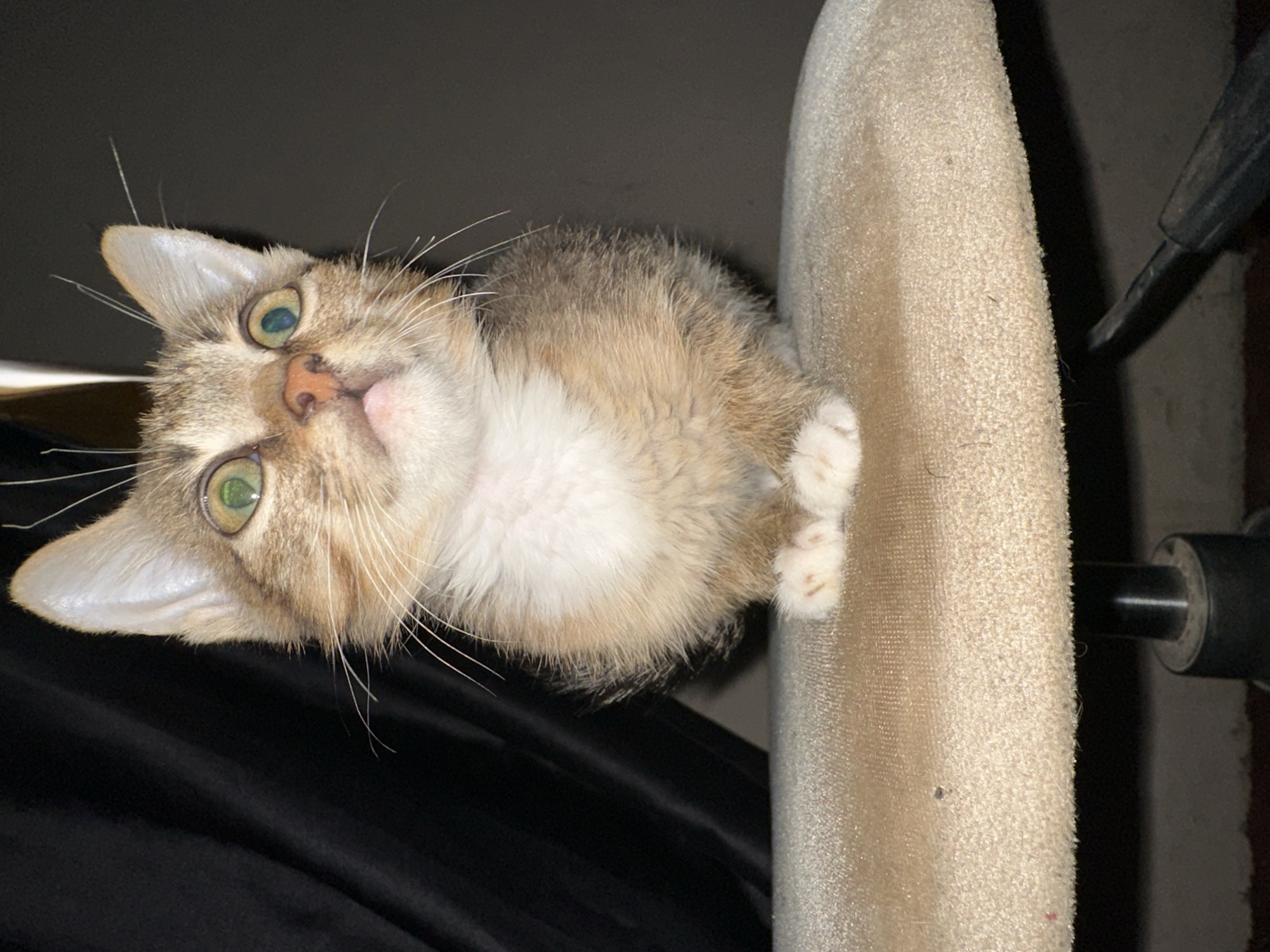 A young, light brown tabby kitten with wide, green eyes sits on a beige, fabric-covered stool. The kitten is facing upwards and slightly to the right, with its paws tucked underneath its body. Its fur is fluffy and appears to be a mix of light brown, tan, and white. A dark, creased fabric hangs behind the kitten. The stool is placed on a dark surface, and a dark object, possibly part of a chair base, is visible beneath it. The lighting is dim, with the kitten's face being the brightest illuminated area. There is no discernible indication of the location being Jos, Nigeria.