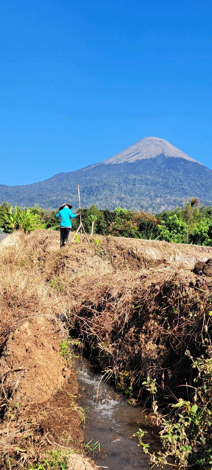 In the city of Sumber Suko, Indonesia, a person stands in a dry, grassy field, facing a large, tree-covered mountain under a clear blue sky. The person, wearing a blue shirt and a straw hat, holds a wooden pole. In the foreground, a small stream of water flows through the earth. The landscape appears rural and agricultural.