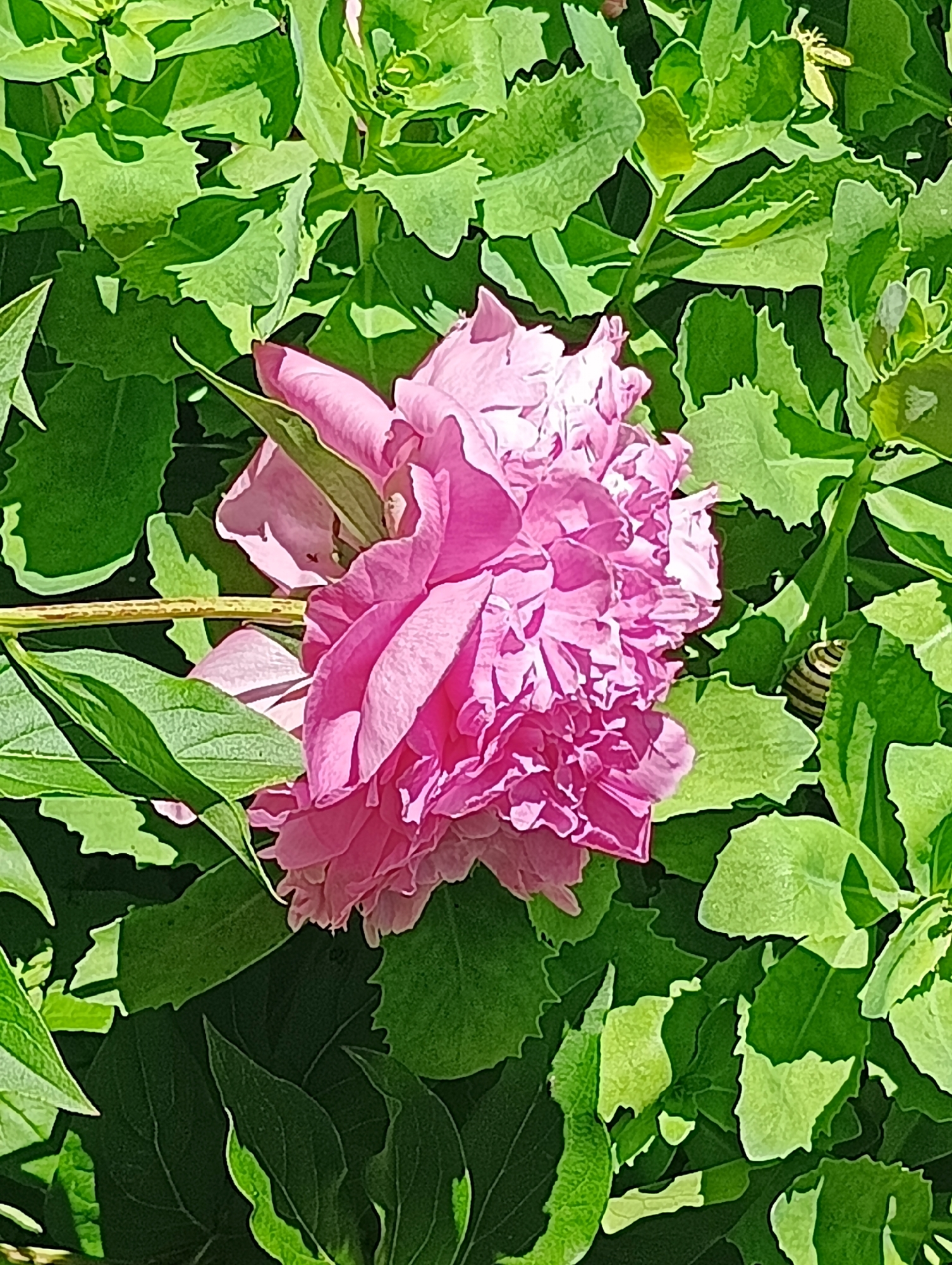The image displays a close-up of a vibrant pink peony flower in full bloom, set against a dense background of green foliage. The peony features numerous ruffled petals, showcasing various shades of pink, from bright highlights where sunlight catches the petals to deeper, shadowed tones within the flower's depths.
The flower is positioned slightly to the right of the center, occupying a significant portion of the frame. Surrounding the peony is an abundance of green leaves, which vary in hue from a brighter, lighter green to a darker, richer green. Many of the leaves exhibit distinctly serrated or wavy edges, adding to the textural complexity of the scene. A thin, light brown stem is visible horizontally behind the upper-left section of the flower.
A notable detail is a small, striped insect partially visible on the far right side of the image, nestled among the green leaves. It appears to be cylindrical with alternating light and dark bands, possibly a caterpillar or a snail.
The scene is bathed in bright, natural sunlight, indicating it is daytime. The clear highlights and shadows suggest a sunny day in an outdoor setting, likely a garden. There are no people or visible text in the image.