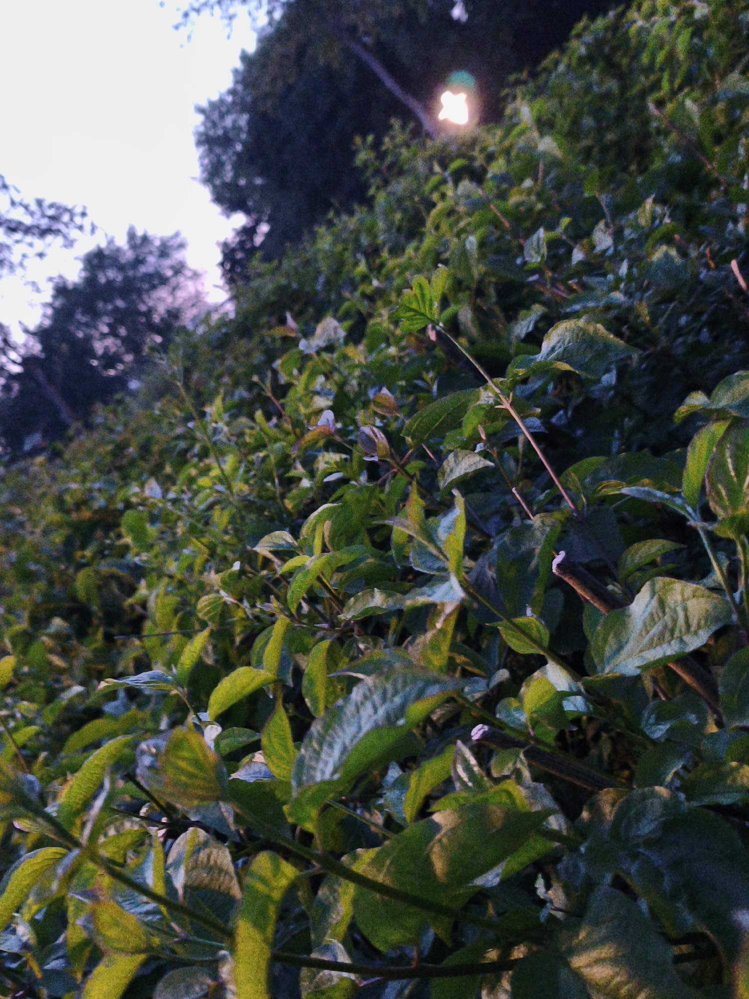 The image depicts dense green foliage in the foreground, with sunlight filtering through the leaves and casting shadows. In the background, a hazy light source, possibly a street lamp, is visible amidst dark trees. The overall scene suggests an outdoor setting, likely a park or garden area, possibly at dusk or dawn given the lighting conditions. Without further information or context, it is not possible to definitively identify the location as Bad Rothenfelde, Germany, or to provide specific details about people, actions, or interactions.