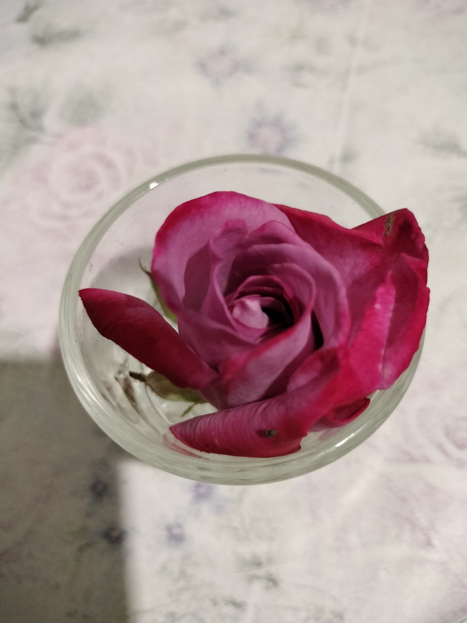 A close-up, overhead shot shows a single, partially bloomed pink rose placed in a clear glass. The rose, with its deep pink outer petals fading to a lighter pink and purple towards the center, is the primary subject. Some of the petals appear slightly wilted. The glass is positioned on a surface with a floral patterned tablecloth. The scene is captured indoors, in the city of Lykhove, Ukraine.