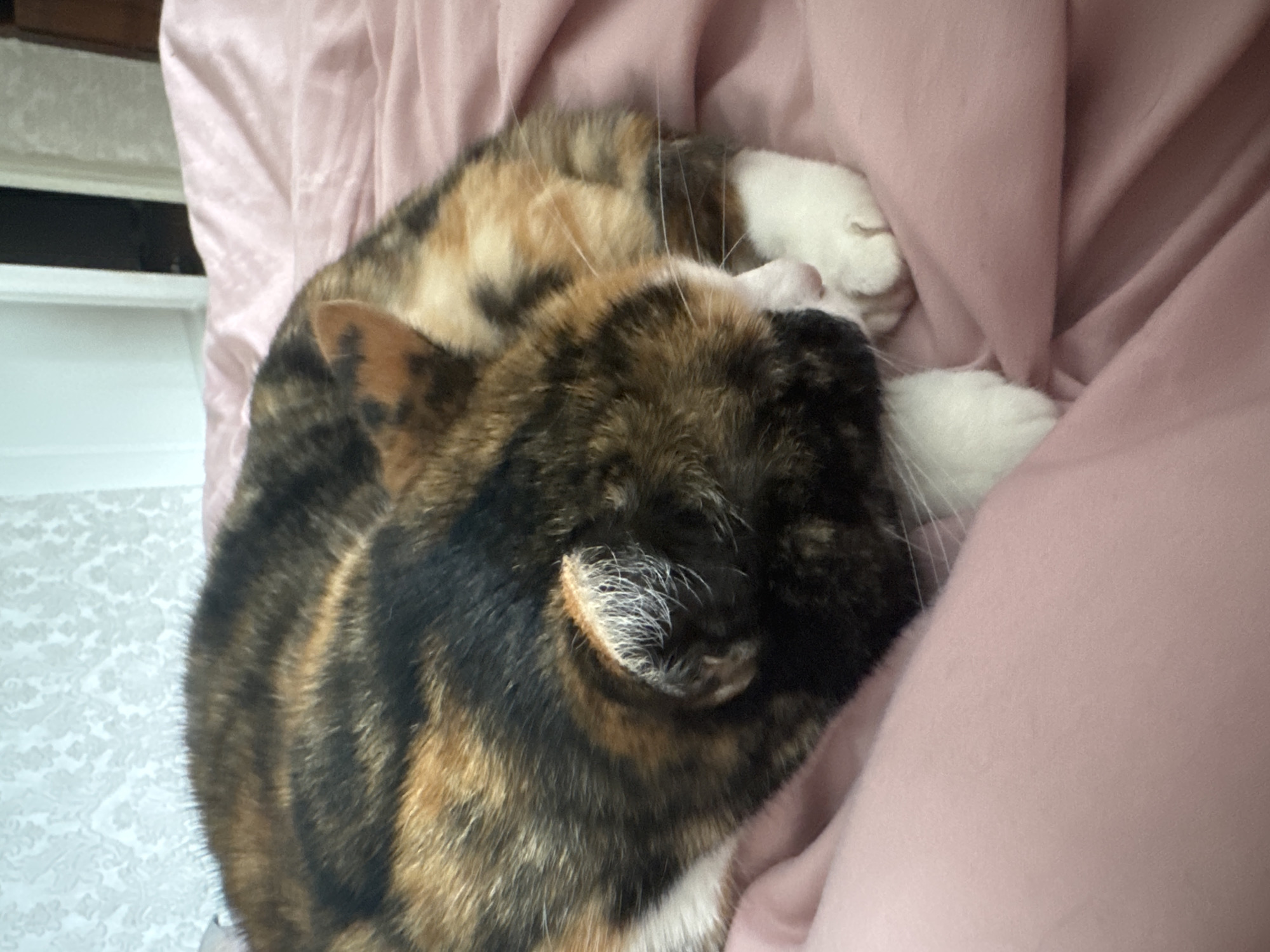 The image features a domestic cat, likely a calico or tortoiseshell, curled up and sleeping soundly on soft pink bedding. The cat's fur displays a distinctive pattern of black, various shades of brown, and white patches. Its head is tucked into its body, with one ear visible and its white paws peeking out from beneath its fur. Delicate white whiskers are also discernible near its face.
The cat is enveloped by a light pink fabric, which appears to be a blanket or duvet, creating a cozy and comfortable nest. The fabric shows gentle folds and creases, indicating its softness. In the background, hints of an indoor setting are present. To the upper left, a dark, horizontal wooden edge is visible above a white surface, possibly part of furniture or a bed frame. To the lower left, a section of white wallpaper with a subtle, light gray patterned design can be seen.
The scene suggests a peaceful moment, with the cat in a deep state of rest or sleep within a warm, domestic environment, likely a home. No specific time of day is indicated, but the relaxed posture of the cat implies a moment of downtime. There is no visible text in the image.