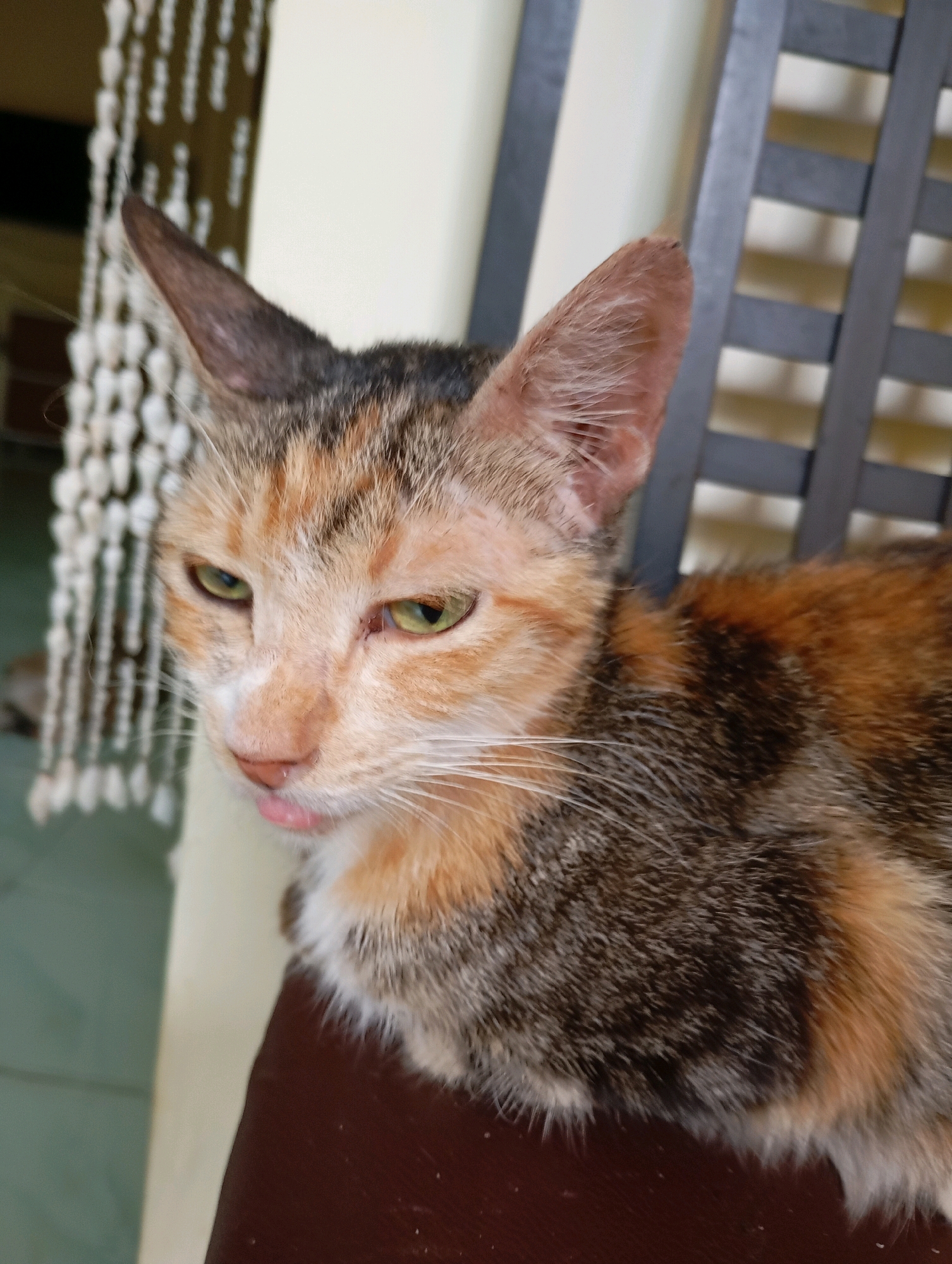 A tortoiseshell cat with green eyes and its tongue sticking out is sitting on a dark brown surface, possibly a chair. The cat is facing to the left of the frame, with its head tilted slightly downwards. Behind the cat, a blurred background shows a light-colored wall and a decorative string of white beads or shells. To the right of the cat, the dark slats of a chair back are visible. The scene appears to be indoors, in Balikpapan, Indonesia.