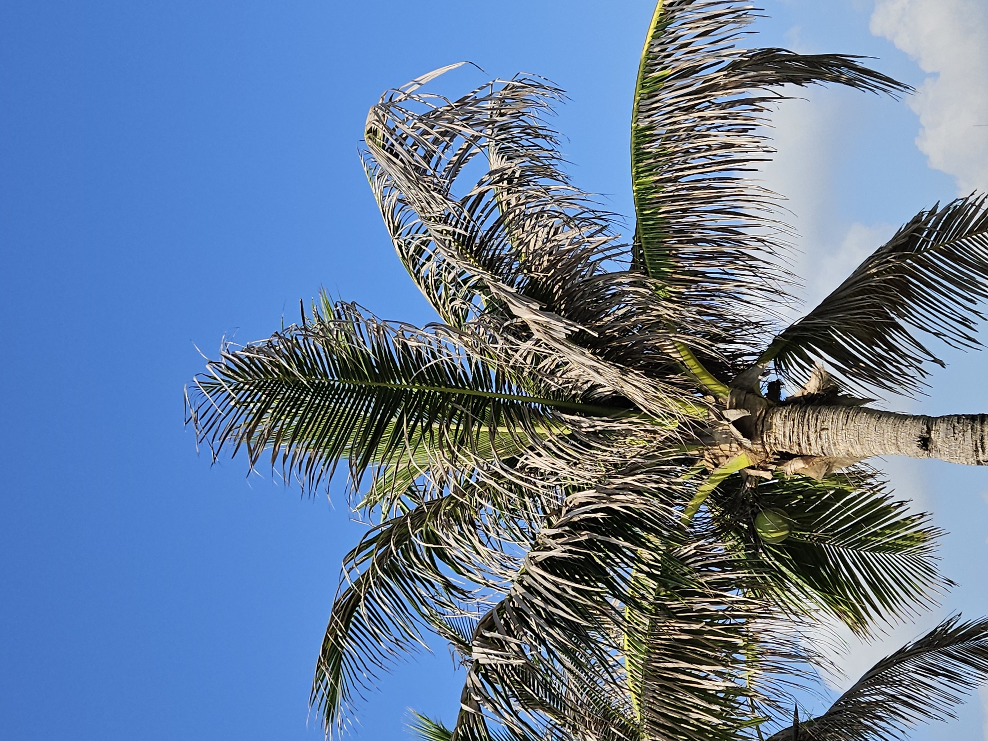 A low-angle shot focuses on a coconut palm tree in Bac Cam Ranh Ward, Vietnam. The tree's trunk, marked with horizontal texture, supports fronds of varying conditions – some are green and lush, while others are dry and brown. A few coconuts are clustered near the trunk. The backdrop transitions from a vivid blue sky to patches of white clouds.