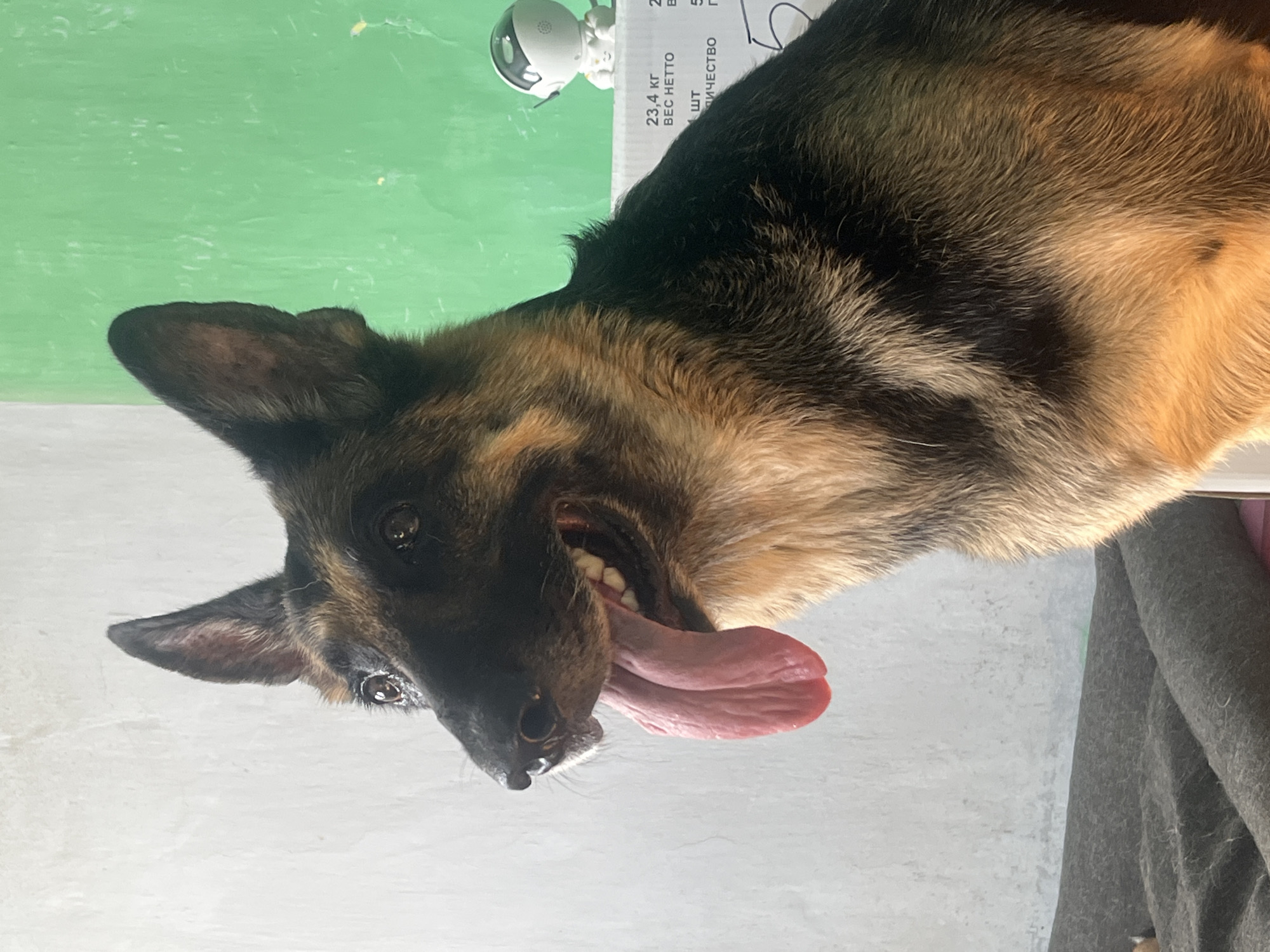 A German Shepherd dog is pictured indoors, panting with its tongue hanging out. The dog is dark brown and tan, with erect ears. It is sitting in front of a wall that is partially white and partially bright green. Behind the dog, there is a white box with some text in Cyrillic script. To the right of the box, a small white robot-like figurine is visible. The floor appears to be covered with a dark gray blanket. The scene is lit by natural light, casting subtle shadows. There is no indication of the location being in Nizhny Tagil, Russia.