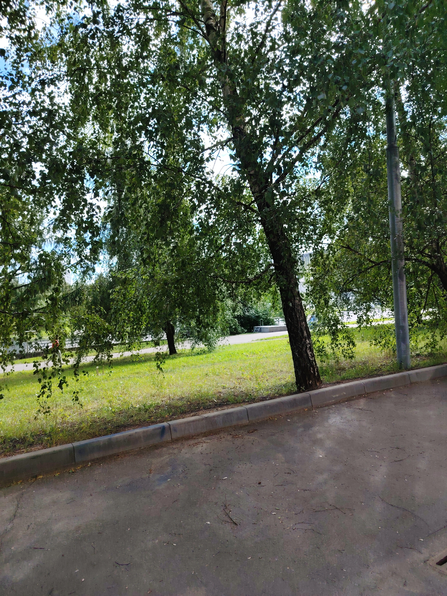 In Zelenograd, Russia, on a sunny day, a paved area leads to a curb separating it from a strip of grass. Beyond the grass, a road is visible, with trees lining the background. The trees are lush with green leaves, and one tree in particular, a birch, leans significantly into the frame. The sky is partly cloudy.