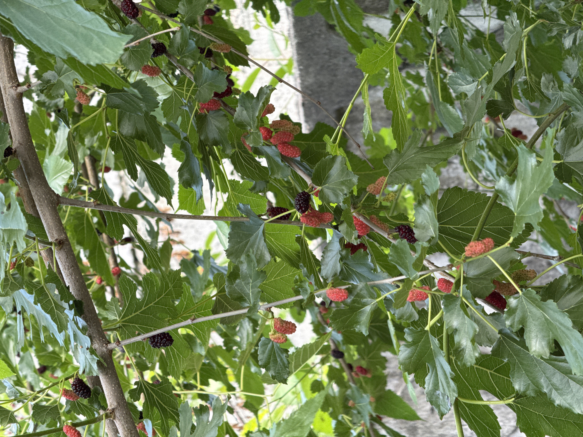 A close-up shot shows ripe mulberries growing on branches of a mulberry tree. The mulberries vary in color from red to dark purple. The leaves of the tree are large and green, with visible veins. The background is out of focus, revealing a textured, light-colored wall.