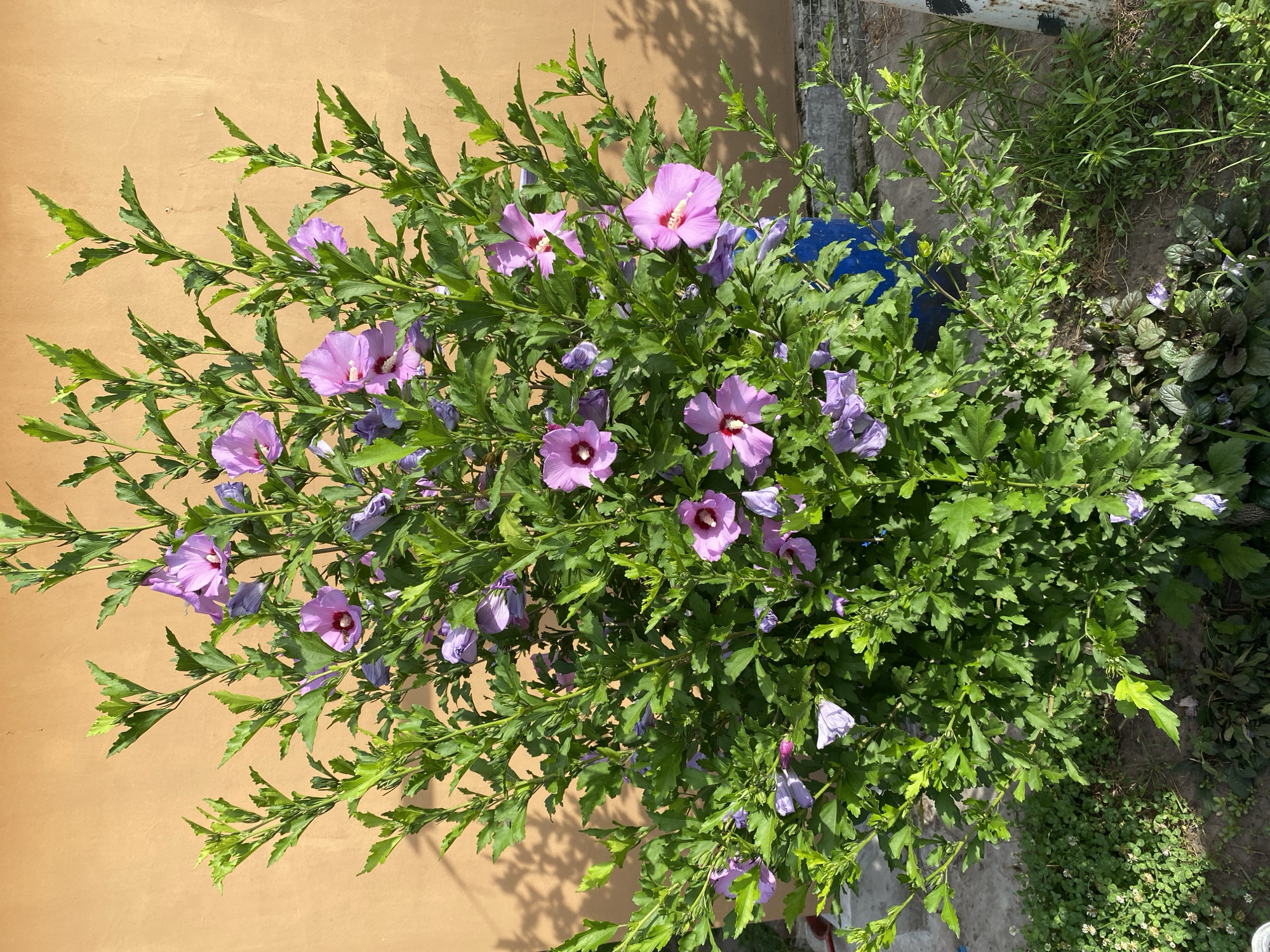 A vibrant pink hibiscus bush with numerous blossoms and green leaves stands in front of a textured, peach-colored wall. The wall casts shadows of the plant onto its surface. In the foreground, patchy green grass and brown soil are visible. To the right, a portion of a blue barrel is visible behind the bush, and a grey and white striped pole stands near the edge of the frame. The scene appears to be an outdoor garden or yard area in Vasylky, Ukraine, under natural daylight.