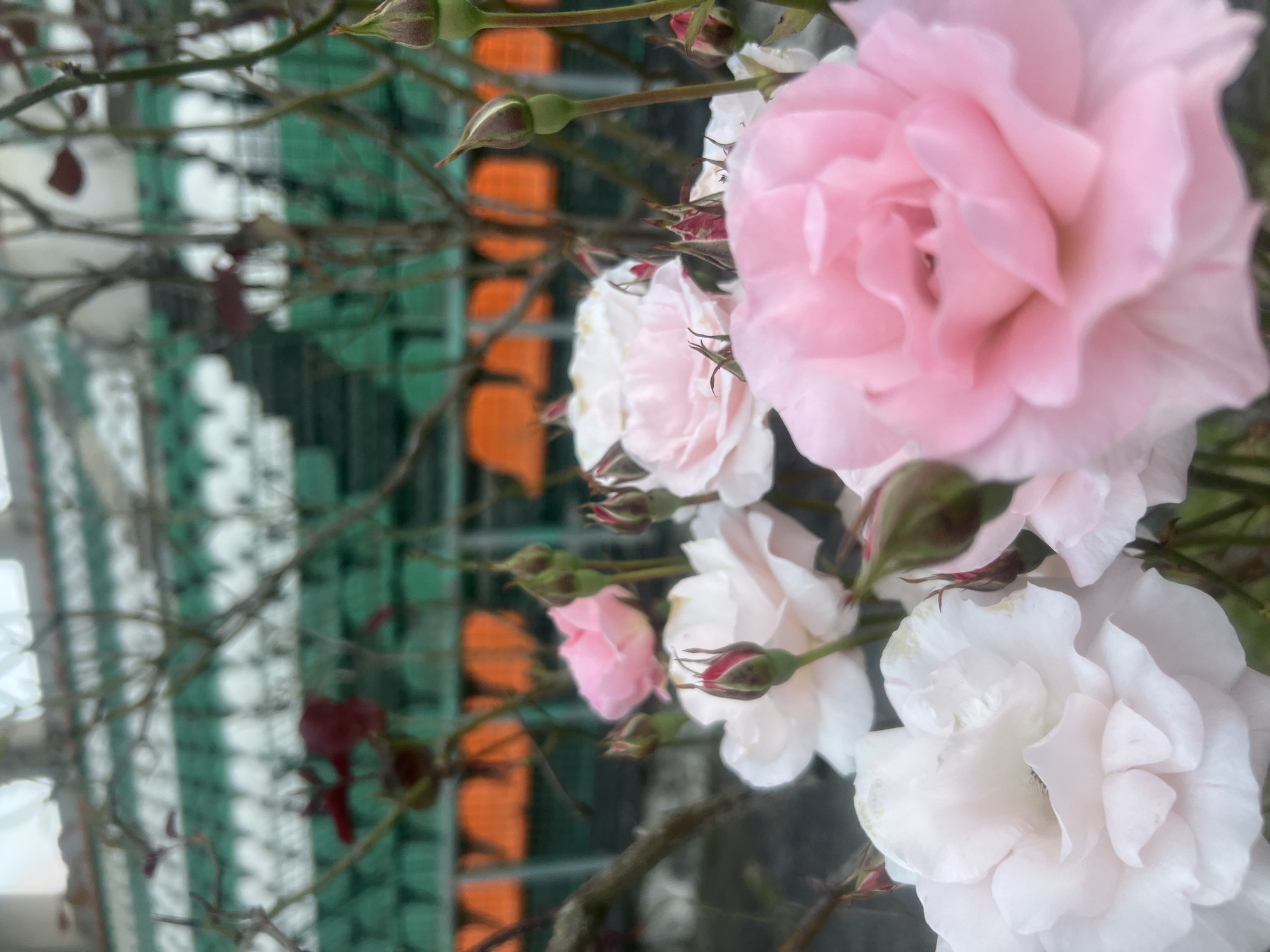 A close-up shot focuses on a cluster of blooming roses in varying shades of pink and white, set against a blurred background of tiered seating in what appears to be a stadium or arena. The roses, some fully open and others in bud, are the primary subjects, their delicate petals catching the light. The background seating is predominantly orange and green, with some white accents, suggesting a sports venue. The overall impression is one of natural beauty juxtaposed with an urban or recreational environment.