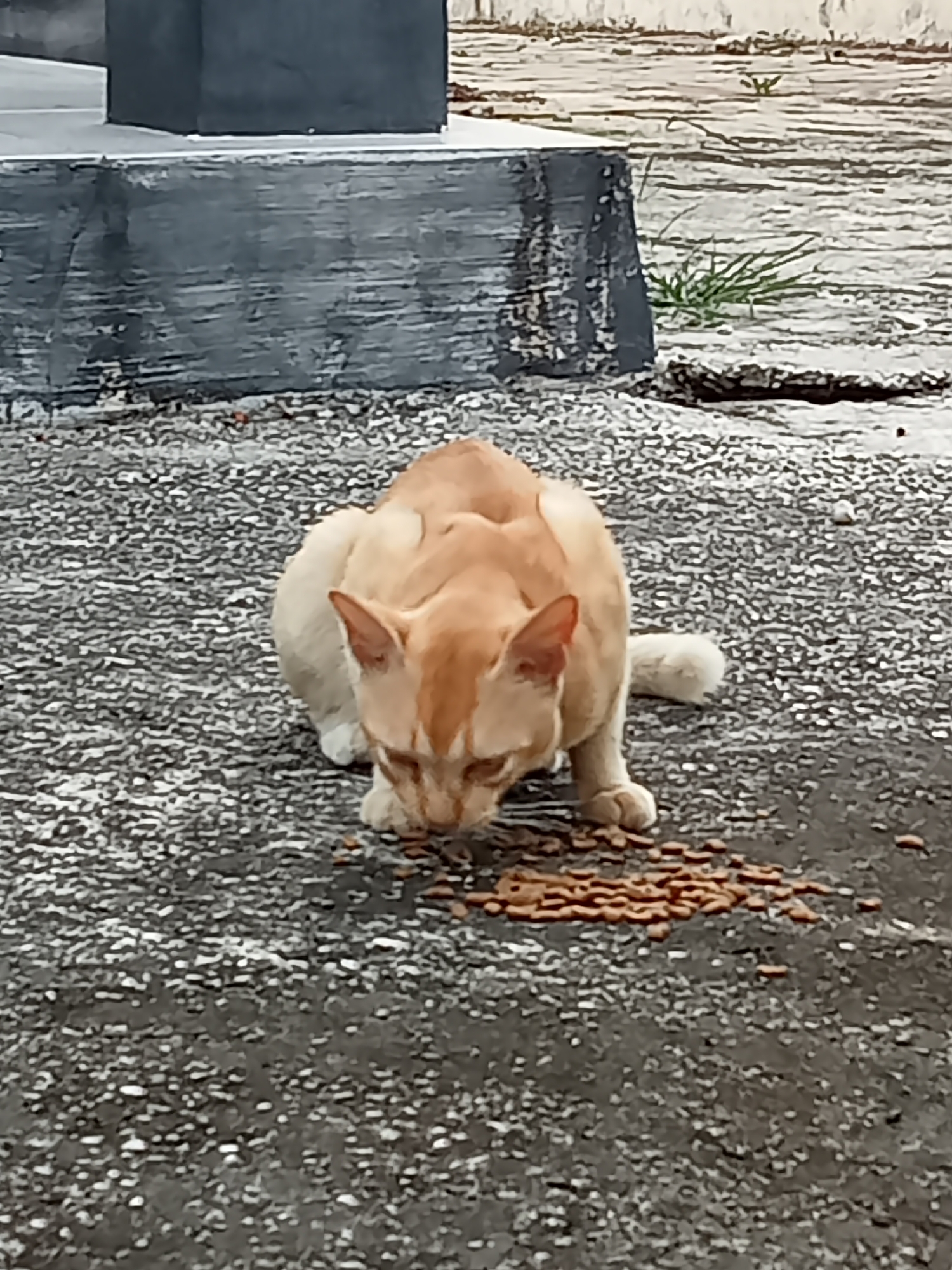 An orange and white cat crouches on a speckled gray asphalt surface, eating kibble scattered in front of it. The cat's body is mostly orange with white paws and underbelly, and it has distinctive darker orange stripes on its head and back. Behind the cat, a low, dark gray concrete structure is visible, with a textured surface. The background consists of more of the same speckled asphalt and some sparse green weeds. The lighting suggests an overcast day. This scene is located on a sidewalk in Kualu, Indonesia.