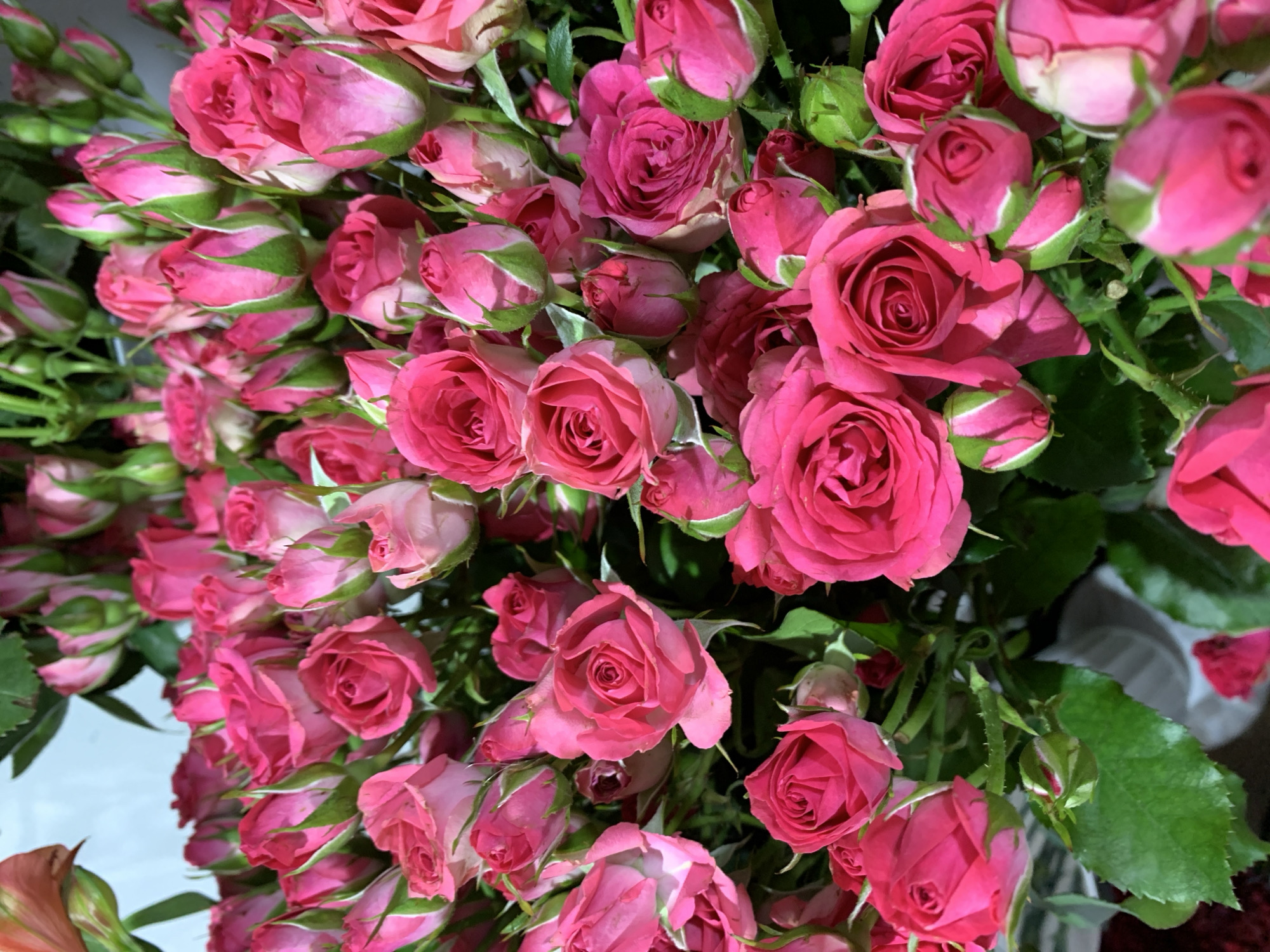 The image displays a close-up, overhead view of a dense bouquet of pink roses. The roses are of varying stages of bloom, with some fully opened and others still in bud. The petals are a vibrant pink, with some showing a gradient towards lighter pink or white towards the edges. Green leaves and stems are visible throughout the arrangement. The background is softly blurred, suggesting it is likely an indoor setting, possibly a flower shop or a home. There is no discernible indication of the city of Sumy, Ukraine, or any specific location within it. No people, actions, or interactions are depicted in the image.