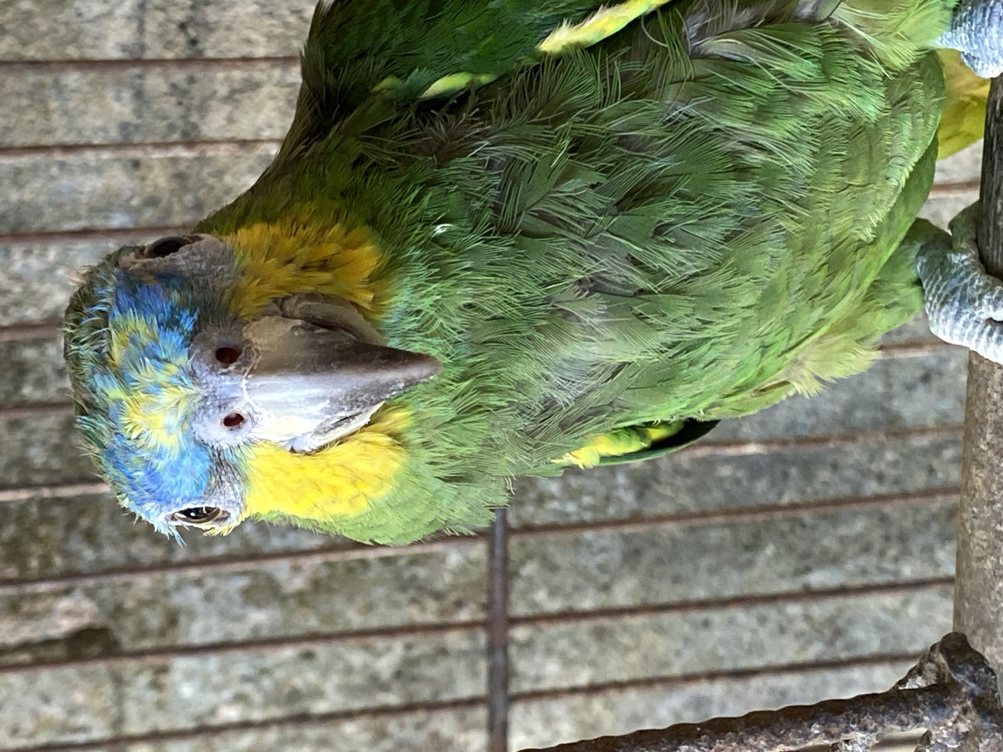 A close-up, high-angle shot shows a parrot perched on a rope perch inside a cage. The parrot has green feathers covering its body, yellow feathers on its neck, and blue feathers on the top of its head. The cage is constructed of metal bars. The image was taken in the city of Tinaquillo, Venezuela.