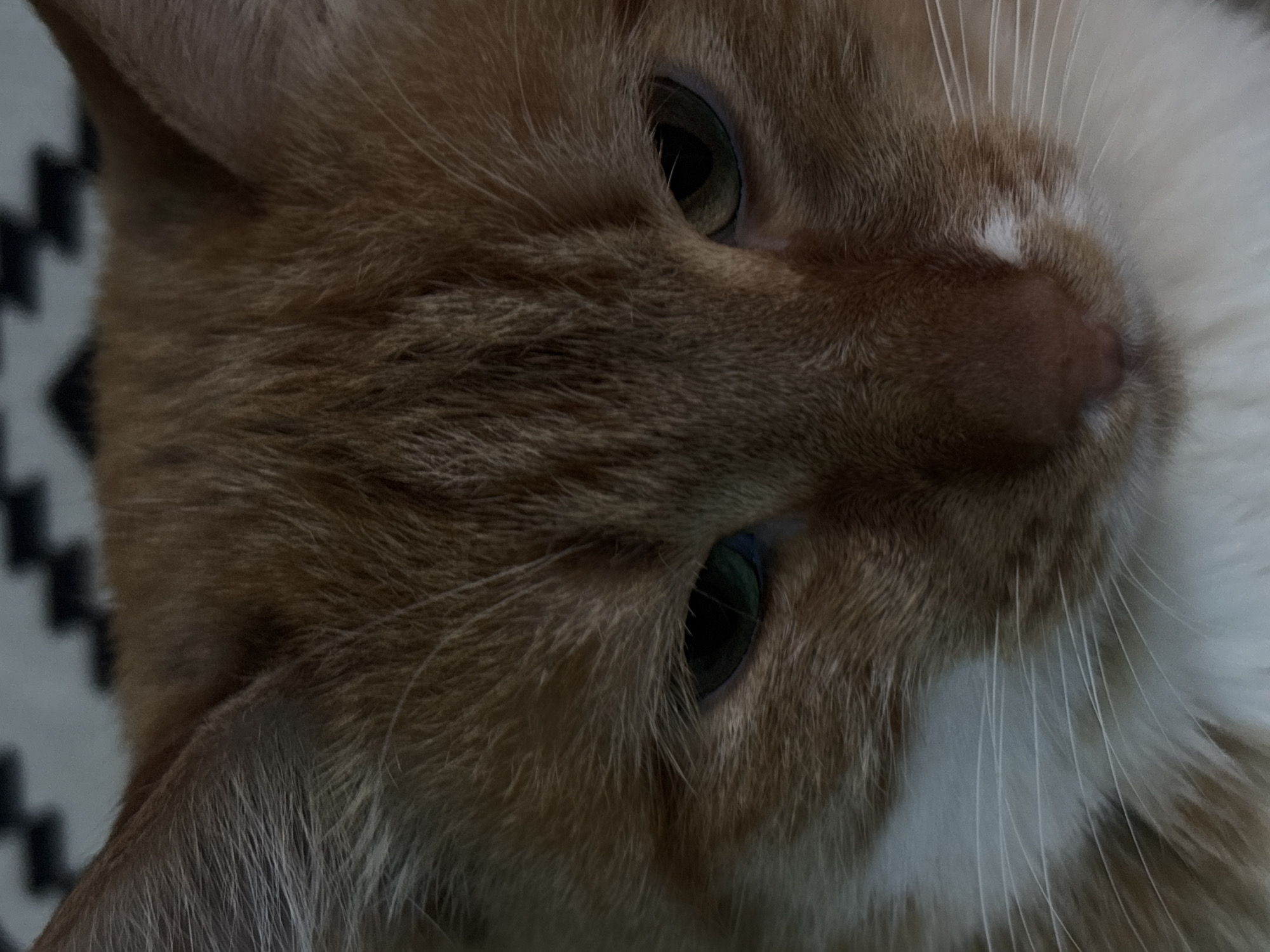 A close-up portrait of a domestic cat fills the majority of the frame, capturing its head and upper chest. The cat exhibits an orange (marmalade) and white bicolored coat. Orange fur covers the forehead, ears, and cheeks, while significant white fur is present on the muzzle, chin, and extending down the chest. The cat's gaze is directed downwards and slightly to the viewer's left. Both eyes are dark with constricted pupils; the left eye (cat's right) shows distinct bluish-green reflections, and the right eye (cat's left) shows yellowish-brown reflections. A pink nose, with a small patch of white fur directly above it, is visible at the center-bottom of the face. Numerous long, white vibrissae (whiskers) extend prominently from the white facial fur patches. The texture of the cat's fur is clearly visible. The background is shallowly focused, revealing a blurred pattern of black zigzags or chevrons on a light gray or white textile. No human subjects, overt actions, or interactions are depicted. The lighting is soft and diffuse, emphasizing the texture of the fur.