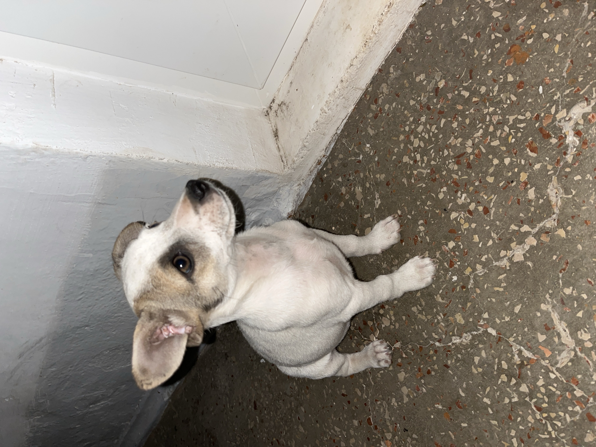 A small, white and tan puppy with floppy ears sits on a speckled concrete floor. The puppy is facing to the right, looking slightly upwards. Behind the puppy is a white-painted wall with a darker, textured area on the left. The floor has a terrazzo-like pattern with visible chips of various colors, including red, white, and tan. The lighting suggests an indoor or covered outdoor setting, possibly a porch or entryway. The location of Мазанское сельское поселение, Ukraine, is not determinable from the visual information in the image.