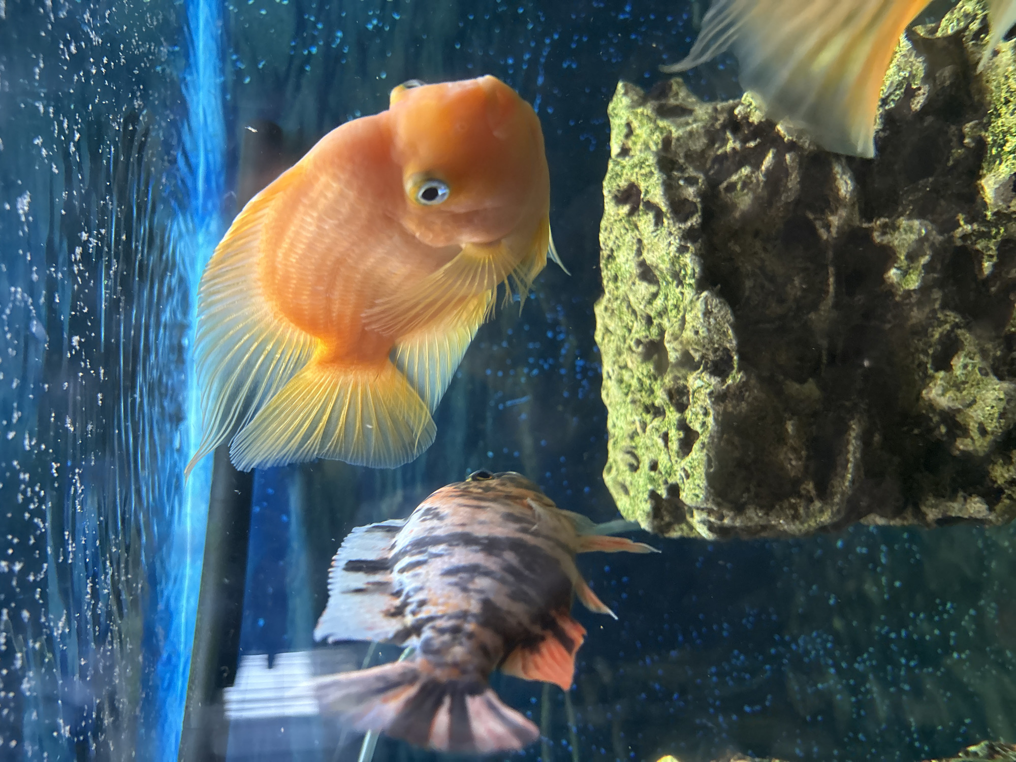 The image shows two fish swimming in an aquarium. In the foreground, a bright orange parrot cichlid is positioned to the right, facing the camera. Behind and to the left of the orange fish, a mottled grey and black cichlid with orange accents is swimming away from the camera. A green, moss-covered rock formation sits at the bottom center of the image, and bubbles are visible throughout the blue-green water. The top of the image shows the water surface with small bubbles. No specific location in the city of Pavlov, Russia, can be determined from the image.