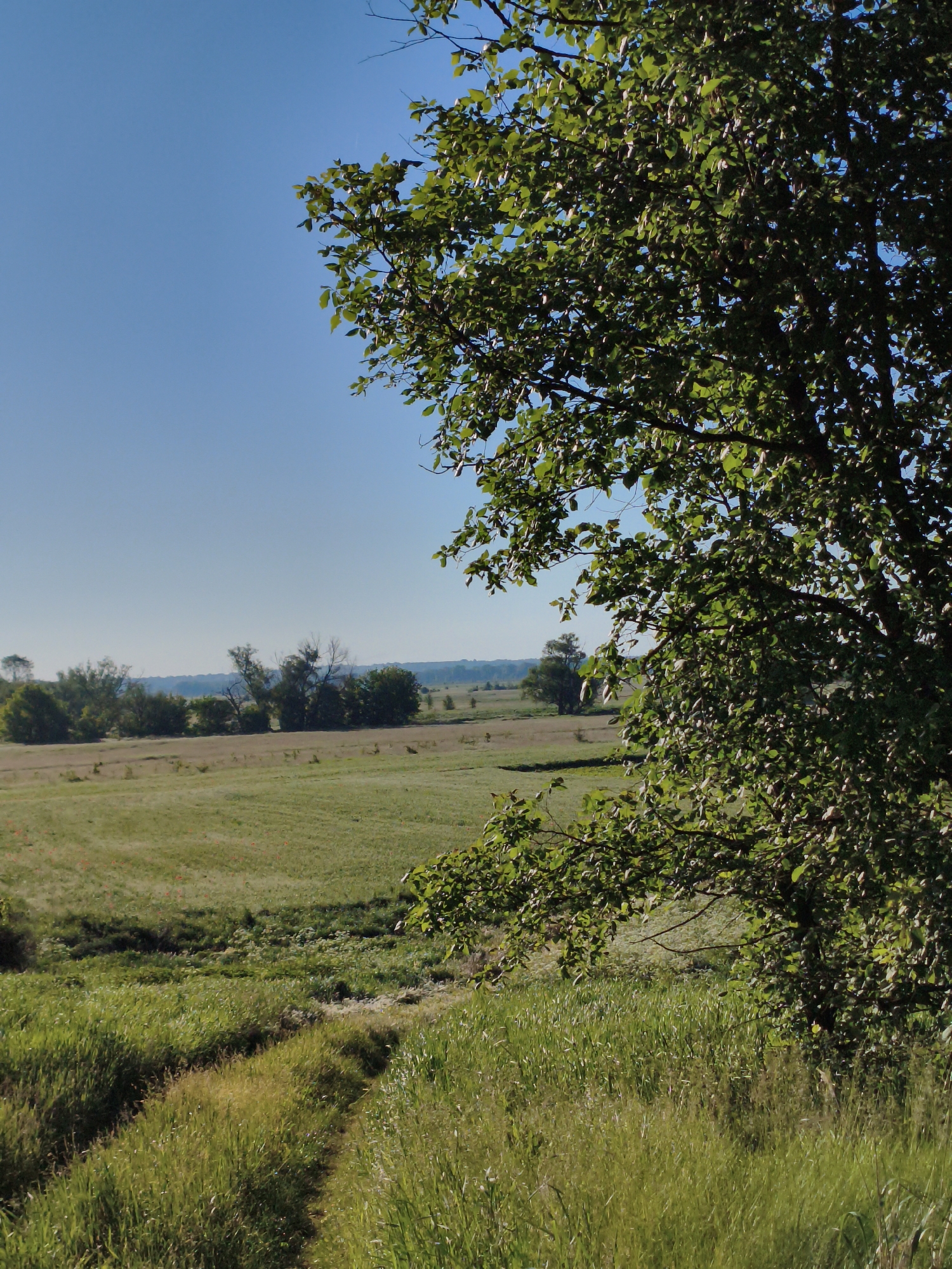 This outdoor photograph captures a serene, sunlit landscape in a rural setting, consistent with the location context of Ustyvytsia, Ukraine. The foreground is dominated by a large, leafy deciduous tree positioned on the right side, its vibrant green foliage extending into the upper right corner of the frame. Sunlight filters through the dense canopy, highlighting the varied textures and shades of the leaves.
Under a clear and expansive blue sky, a vast field or meadow stretches across the mid-ground and foreground. The terrain is covered with lush green and golden-green grasses, which appear tall and abundant. A distinct, narrow path or dirt track winds gently through the tall grass in the lower-left portion of the image, leading downhill and receding into the distance. This path suggests passage, though no people or animals are visible.
In the background, a line of smaller trees and bushes marks the horizon, beyond which a hazy, undulating landscape is visible. The scene is bathed in bright daylight, indicating clear weather without any clouds, likely morning or late afternoon given the quality of light. The overall impression is one of peaceful natural beauty and tranquility. No visible text is present in the image.