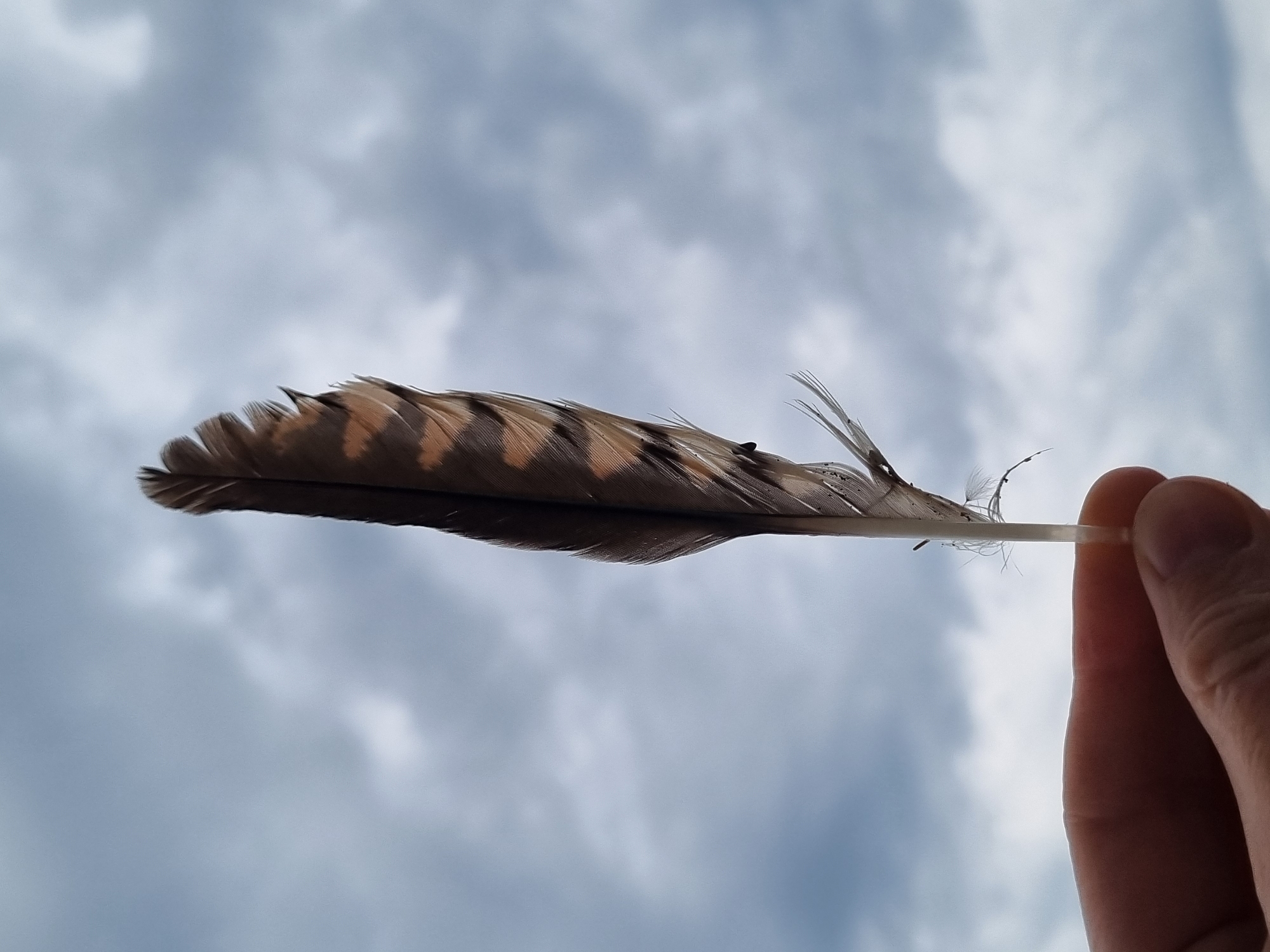A close-up, horizontal shot captures a human hand holding a feather against a cloudy sky in Kemul, Russia. The feather, held by its quill end between the thumb and forefinger, extends across the upper-middle portion of the frame. It displays a distinctive pattern of warm brown and lighter tan or off-white bands or stripes, primarily on one side, with a darker, solid brown underside. The feather's tip is slightly tattered or frayed, revealing some delicate barbules. The sky, serving as the backdrop, is filled with soft, diffused white and light grey clouds, indicating an overcast or partly cloudy day. The light appears even, suggesting daytime. The human hand, visible on the right side of the frame, shows parts of two fingers and the thumb, with natural skin tones. There are no other discernible objects or activities. No text is visible in the image.