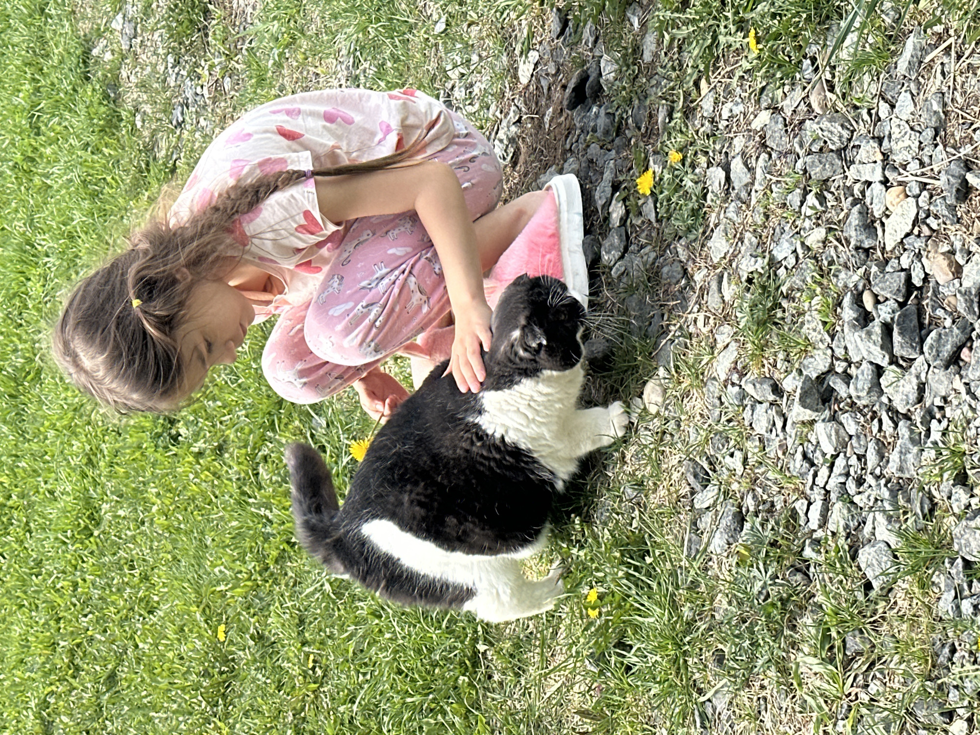 A young girl wearing pink patterned pajamas and fluffy pink slippers is kneeling on grass and gravel. She is petting a black and white cat that is standing on the grass and gravel. The location is possibly a yard or outdoor space. Yellow dandelions are visible in the grass. The city and country are not discernible.