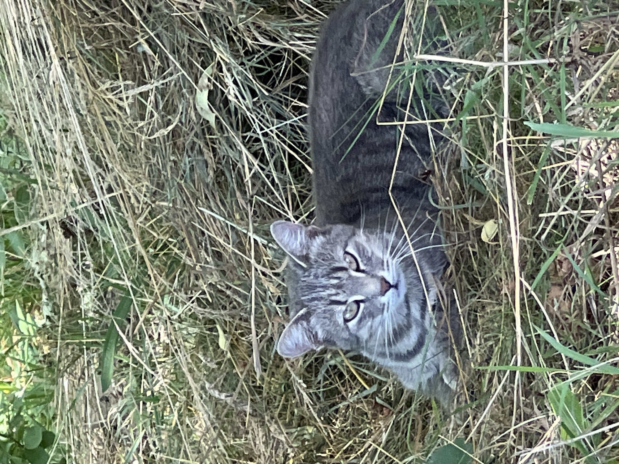 A grey tabby cat lies camouflaged in dry grass and foliage, its body partially obscured. The cat is oriented facing forward, with its head raised and eyes open, looking directly at the camera. The environment appears to be a natural outdoor setting, possibly a meadow or field, with vegetation and dried plant matter. The lighting suggests daytime conditions. The specific location is Yaremche, Ukraine.