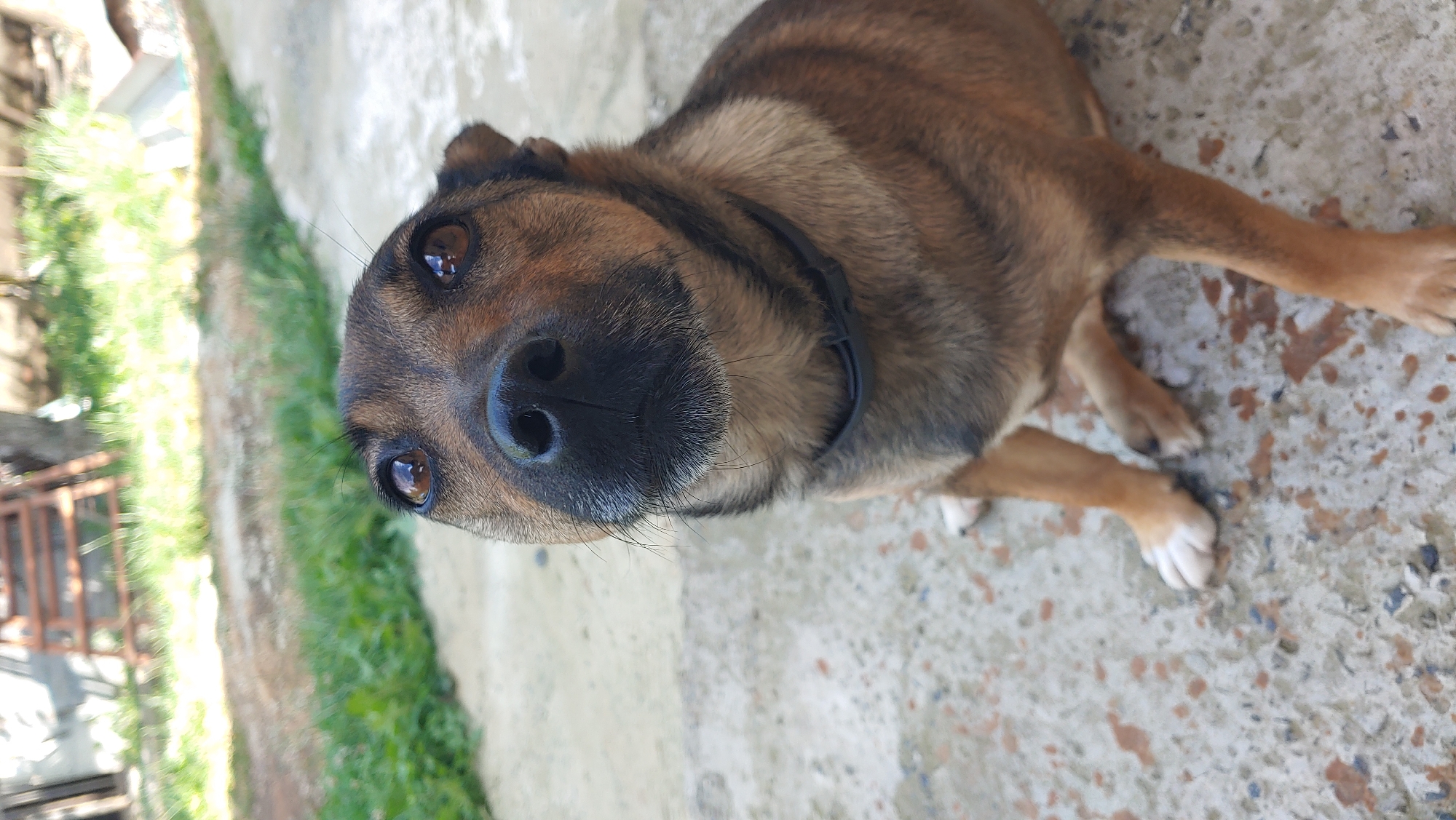 A medium shot photograph, taken outdoors, features a brown dog with black accents looking upwards. The dog is positioned in the center of the frame, with its head tilted slightly. Its eyes are dark brown and have a reflective quality, and its snout is black and moist. A black collar is visible around its neck. The dog's fur is short and appears to be a mix of brown and black.
The dog is sitting on a concrete surface, which is speckled with various shades of brown and gray. To the left and slightly behind the dog, there is a patch of green grass. In the background, out of focus, there is a wooden structure that resembles a ladder or a set of stairs, along with some trees and foliage. The overall lighting suggests it is daytime, with sunlight casting shadows and highlights. The setting appears to be an outdoor area, possibly a yard or a courtyard. There are no people or other animals visible in the image. The photograph's perspective is from a low angle, looking up at the dog.