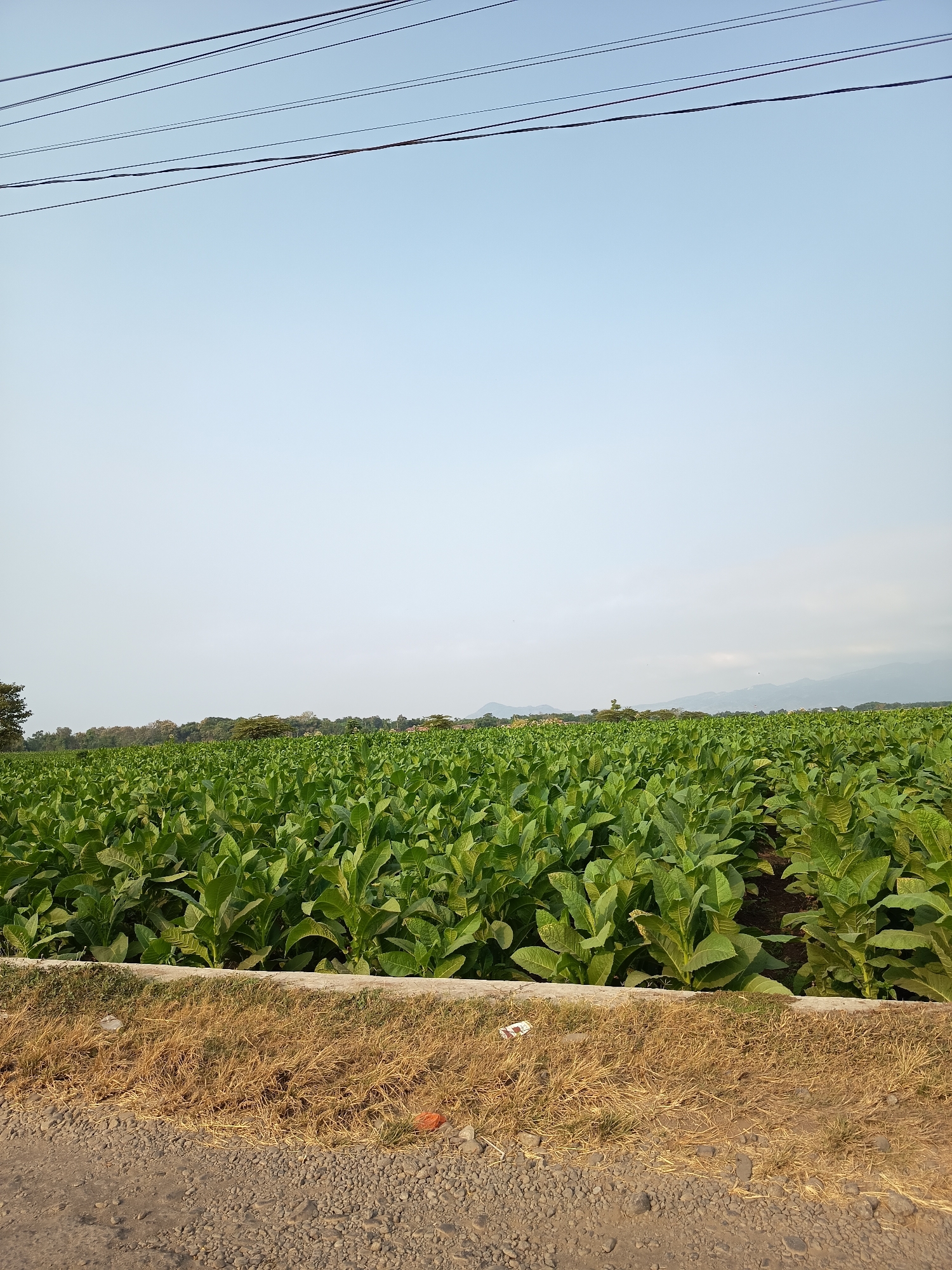 The image depicts a vast, sun-drenched tobacco field in Krampilan, Indonesia. The field is filled with rows of vibrant green tobacco plants, their large leaves reaching towards the clear, pale blue sky. A dirt road runs along the bottom of the frame, bordered by dry, golden grass. Overhead, a series of power lines stretch across the sky, suggesting the presence of infrastructure in the area. In the distance, a line of trees and hills can be seen, hinting at the broader landscape of Krampilan. The scene is peaceful and rural, with no people or animals visible, focusing solely on the agricultural expanse.