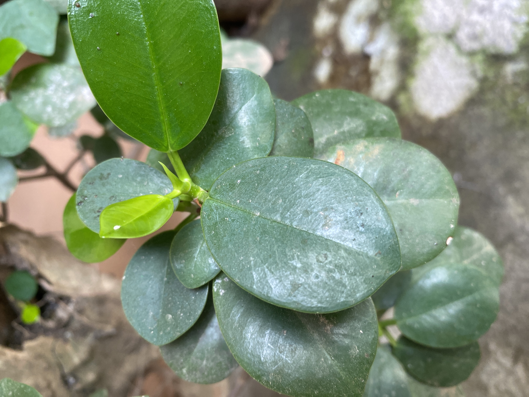 The image presents a close-up, top-down view of a plant featuring numerous green leaves, located in Davao City, Philippines. The primary subject is a cluster of densely packed, ovate to rounded leaves with smooth margins. The mature leaves are dark green and display a dull surface, marked with visible white, chalky residue or dust particles, prominently on the upper-left and central-right leaves. Small, dark speckles are also observed on several leaf surfaces. At the top-center of the plant, new growth is evident, consisting of smaller, vibrant light green leaves with a glossy appearance; one small white particle is visible on the uppermost new leaf. The background is significantly out of focus, exhibiting a blend of indistinct shapes and muted colors. The upper-left background features blurred brown and dark earthy tones, while the upper-right includes blurred green foliage and a reddish-brown element. The lower background displays diffused grey, white, and green textures, suggestive of ground cover or paved surfaces. The scene is illuminated by natural, diffused light.