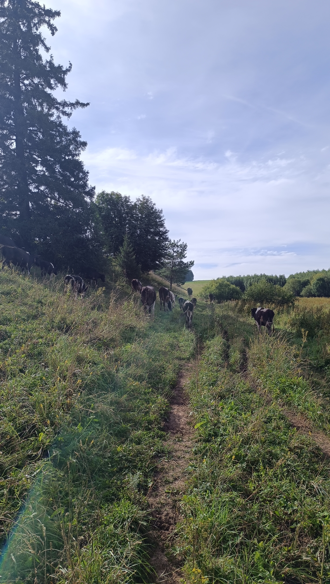 A herd of cattle is grazing on a grassy hillside in Karsha, Russia. The cattle are of various colors, including brown, black, and white. Some of the cattle are walking along a dirt path that winds its way up the hill. The hillside is covered in lush green grass and wildflowers. In the background, there are trees and a clear blue sky with scattered clouds. The image appears to be taken on a sunny day.