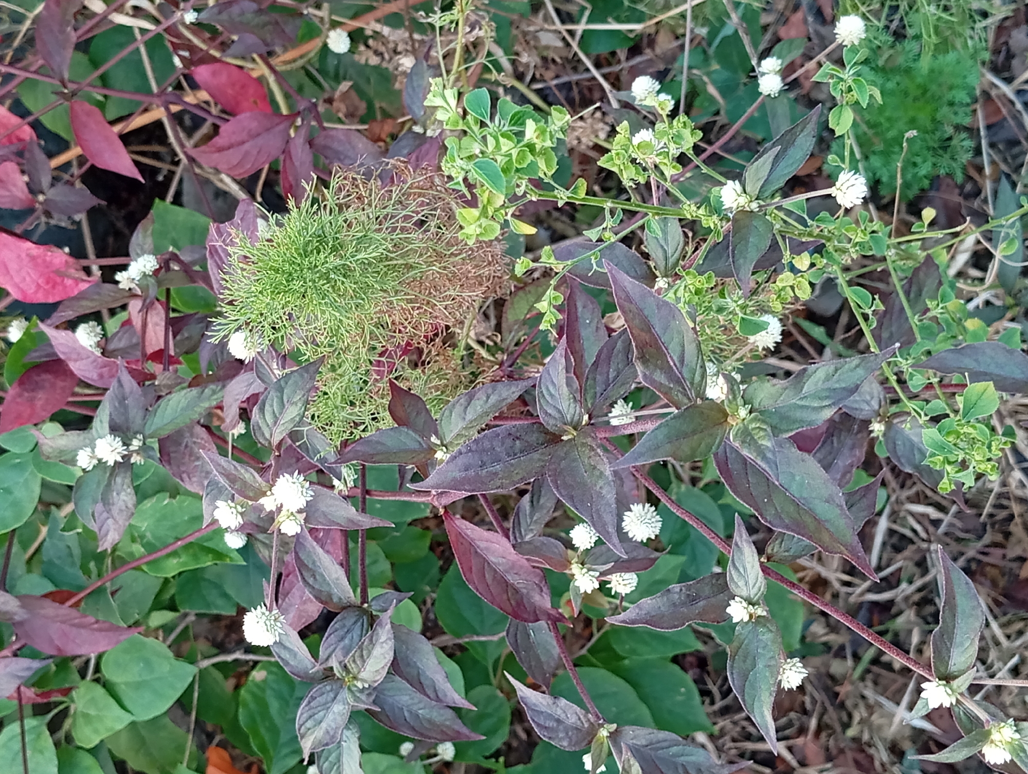 This is a close-up, eye-level, outdoor, natural light photograph of a plant with dark purple and green leaves and small white flowers, located in the city of Karang Jati, Indonesia. The plant's stems are thin and reddish-brown. There are also some thin, dried grasses and other green foliage visible in the background. The scene is still, with no people or animals present. The focus is on the details of the plant's leaves and flowers.