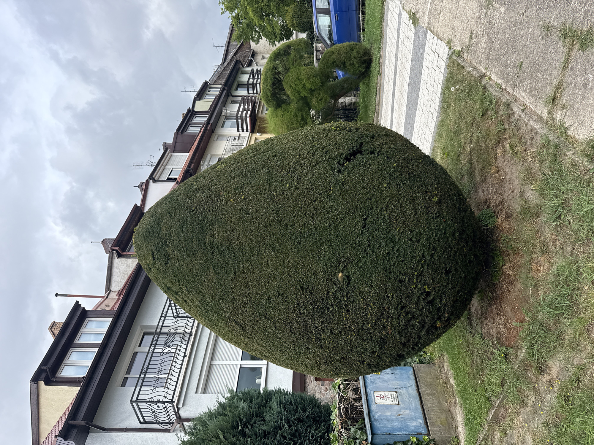 The image captures a close-up view of a large, dark green, egg-shaped evergreen bush, meticulously trimmed and dominating the foreground. To the left, a smaller, conical evergreen tree stands beside a blue metal utility box. The utility box has a warning sign with a skull and crossbones symbol. Behind the prominent bush, a row of multi-story residential buildings with balconies and dormer windows lines a street. The buildings appear to be in a residential area, with a paved sidewalk and driveway to the right. A blue car is partially visible parked in front of the buildings. The sky is overcast with gray clouds. The location is identified as being on Grunwaldzka Street in the city of Szczecin, Poland.