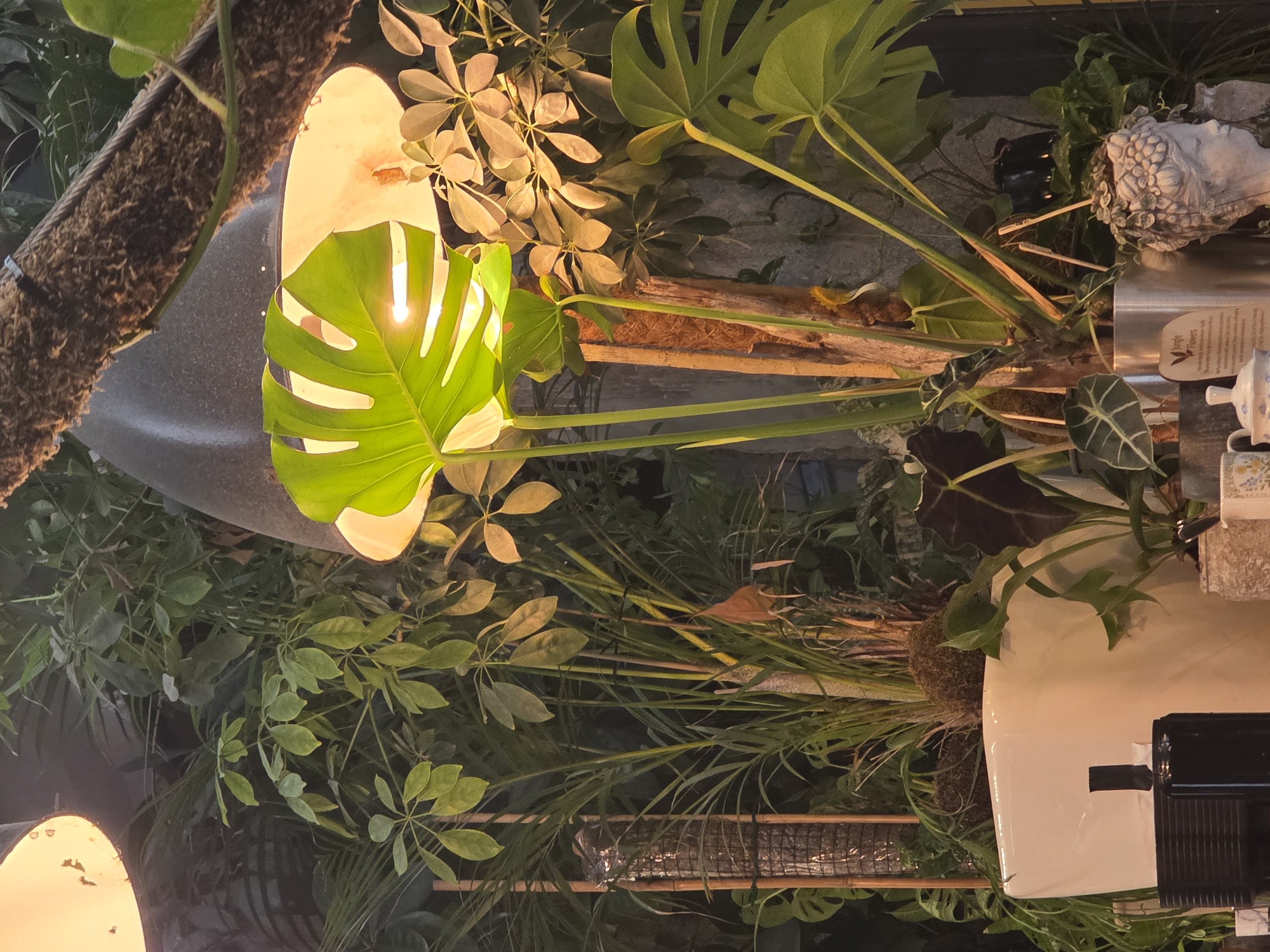 A medium shot captures a cluster of lush houseplants, bathed in warm, artificial light that creates highlights and shadows. The foreground is dominated by a large, white ceramic planter, partially visible on the left, holding several plants. A large, iconic split leaf Monstera deliciosa leaf is prominently featured, its bright green surface illuminated from behind by a light fixture. To the right of the Monstera, a cluster of smaller, lighter green leaves from a different plant are visible. In the background, various other plants create a dense, green backdrop. A textured, brown, moss-covered column or support structure runs diagonally across the upper right portion of the image. The overall environment suggests an indoor setting, possibly a conservatory, botanical garden, or well-lit indoor plant display.