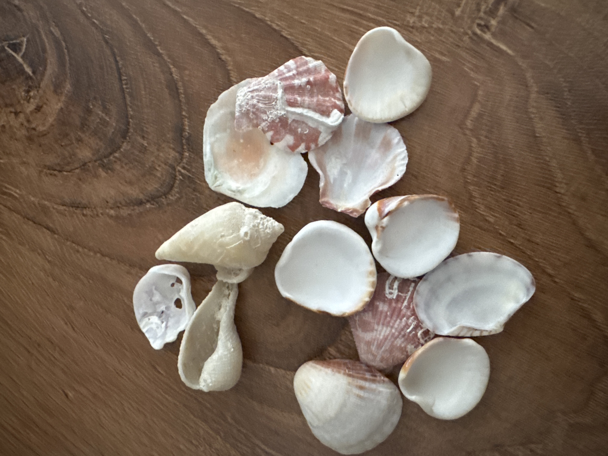 A collection of assorted seashells are scattered on a wooden surface. The seashells vary in shape, size, and color, with some being white, cream, or pinkish-red. The wooden surface appears to be a table or floor with a visible grain pattern. There are no people or animals present in the image, and no actions or interactions are depicted. The image is a still life composition focusing solely on the seashells and their arrangement.