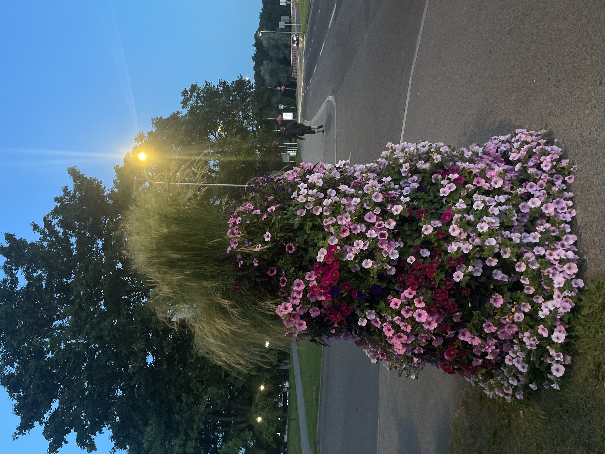 The image depicts a large planter filled with pink and purple petunias and tall, feathery grass, positioned on a paved area next to a road. A single streetlight illuminates the scene, casting a warm glow. In the background, a person walks away from the camera along a sidewalk, heading towards a curved road with a few cars in the distance and other streetlights. Lush green trees form a backdrop, and the sky is a clear, deep blue, suggesting it is early evening or late dusk. The location appears to be an urban or suburban environment, possibly a park or public space within Tallinn, Estonia, given the architectural style of the streetlights and the general ambiance. The focus is on the vibrant floral display in the foreground and the subtle urban activity in the background.