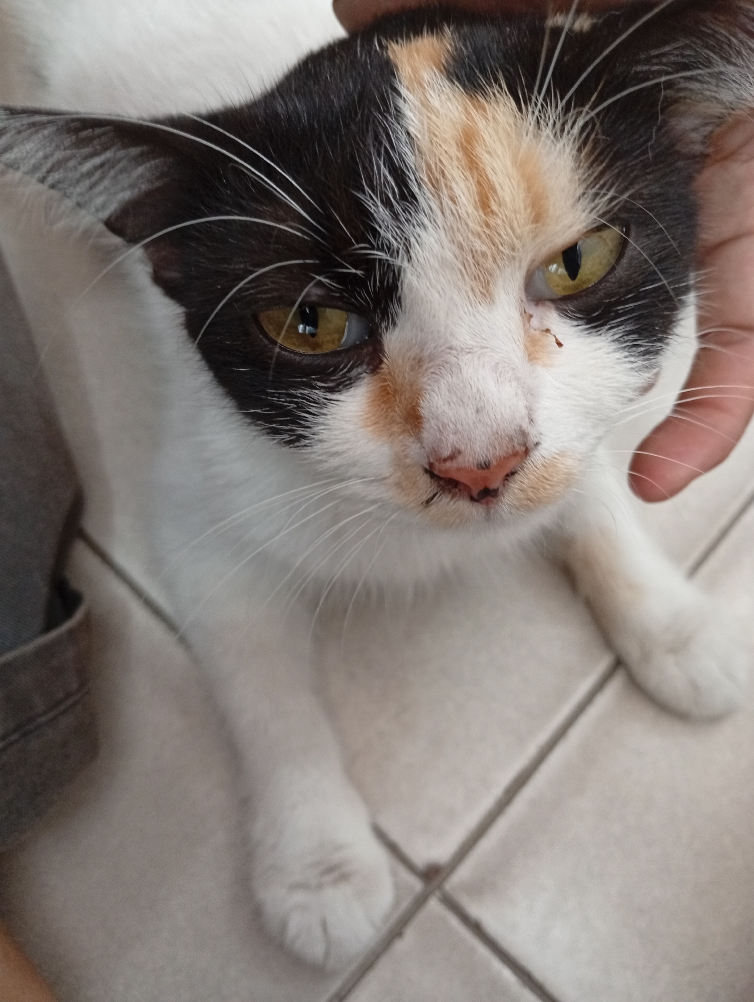 A calico cat with white, black, and orange fur is positioned on a tiled floor. The cat is looking directly at the camera with yellow eyes. A human hand is gently touching the cat's head, obscuring part of its face. The background appears to be an indoor setting with light-colored square tiles. The cat has a visible wound or abrasion on its nose. The scene is captured from a close-up, eye-level perspective. The location is specified as Batam, Indonesia.