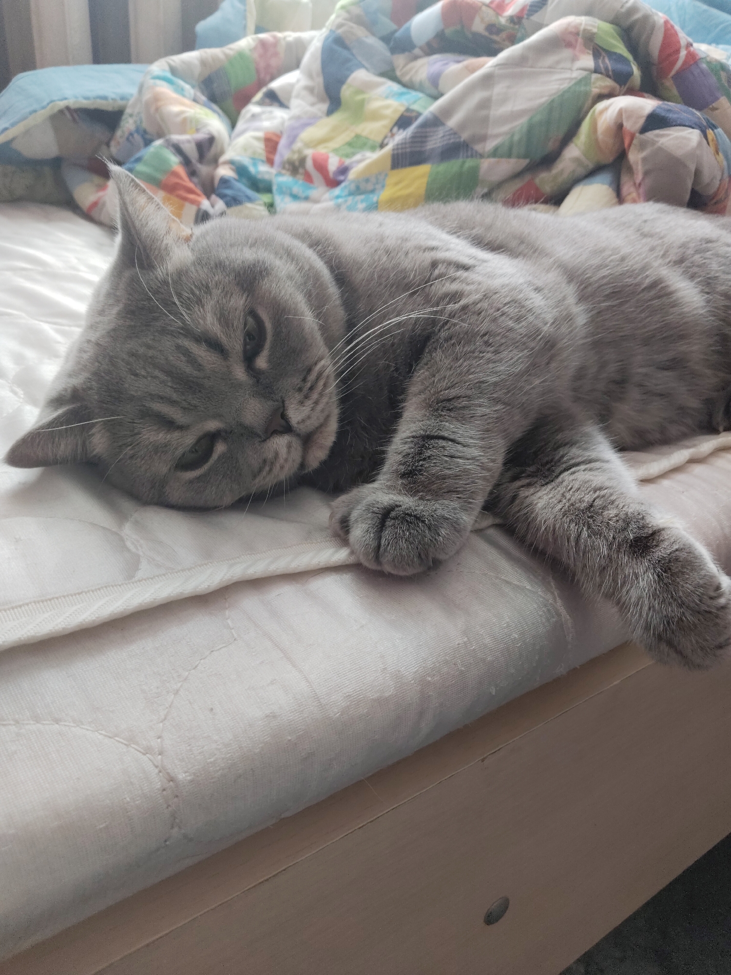 A gray, short-haired cat is lying on a white, quilted mattress. The cat's head is resting on the edge of the mattress, with its paws extended. A colorful patchwork quilt is bunched up behind the cat. The location appears to be indoors on a bed.