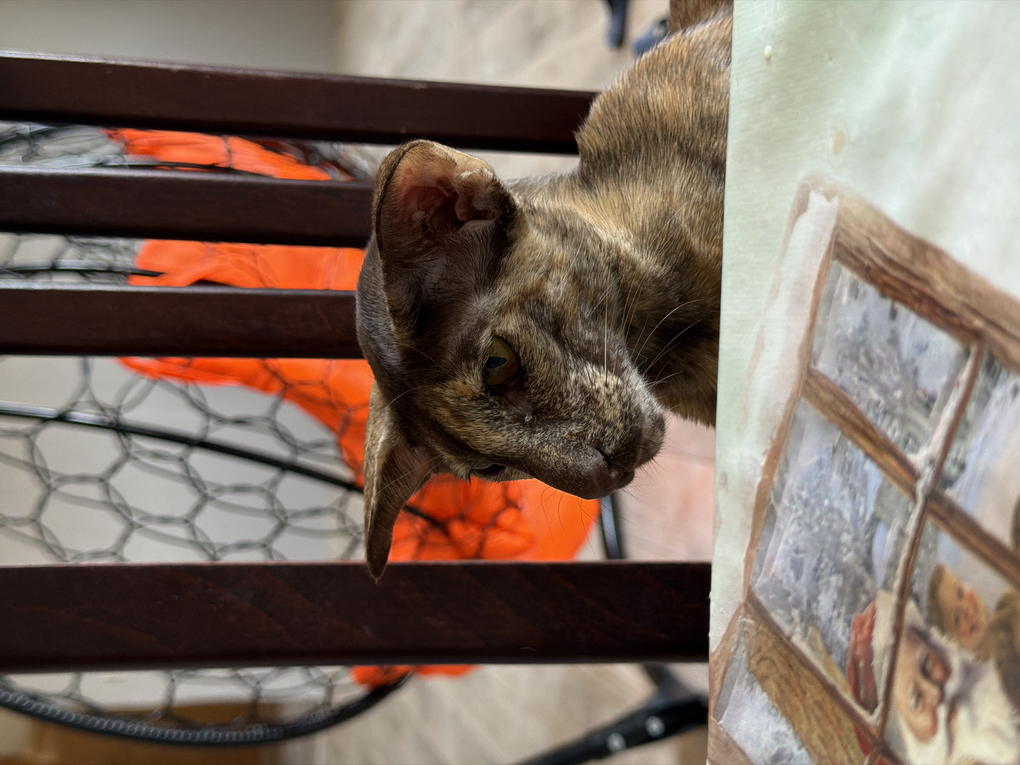 A close-up shot taken at an oblique angle shows a brindle-patterned cat perched on a dark brown, slatted piece of furniture, possibly a bench or seat. Beneath the bench, visible through the slats, is an orange object, potentially fabric or plastic. Adjacent to the cat, on the right, is the edge of a painting featuring what appears to be a window with a winter scene visible through it. The faces of two people are discernible within the painting. Specific location details are not provided.