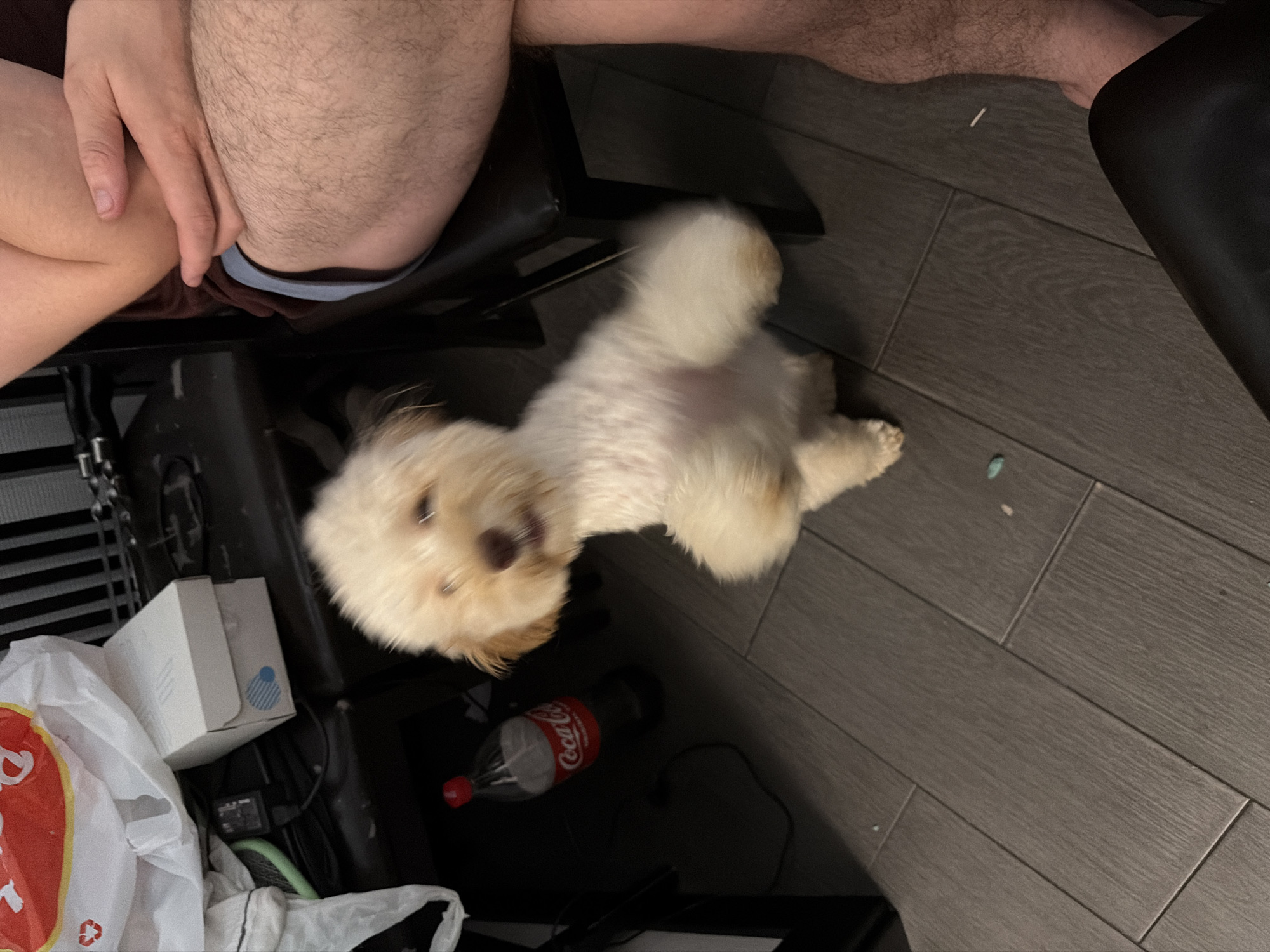 The image shows a light-colored dog standing on its hind legs on a dark grey wooden floor. The dog appears to be in motion, with its front paws extended forward and its body blurred. To the left of the dog, there is a partially visible white plastic bag, a white box, a black electronic device, and a red Coca-Cola bottle with a cap. In the background, there is a dark chair and the legs of a person wearing a burgundy shirt and blue shorts. The scene is indoors, possibly in a residential setting, with a dark tiled floor. The image is taken from a slightly elevated angle, looking down at the dog. There is no indication of the specific location within Bila Tserkva, Ukraine.