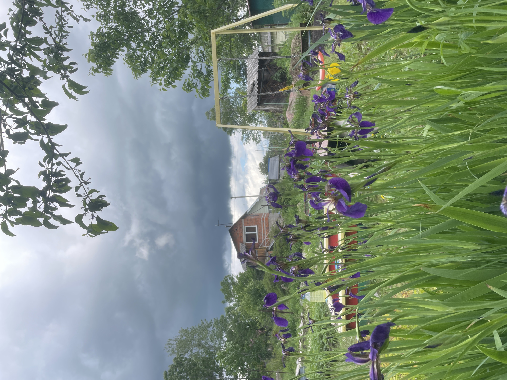 The image captures an outdoor garden scene in Yasnoe, Russia, under a heavily overcast, dark grey sky. The foreground is dominated by a dense cluster of purple iris flowers, characterized by their vibrant petals and tall green stalks and leaves. Partially obscured behind the irises are a red and yellow object, likely play equipment, and a clear plastic bottle with a yellowish liquid. In the midground, a two-story brick house with a reddish-brown roof and white-framed windows stands on the left. To the right, a yellow wooden A-frame swing set with metal chains is visible, positioned in front of a small, weathered wooden shed with a grey corrugated roof. The background consists of a dense line of green trees and foliage. A leafy tree branch extends into the upper right quadrant, partially framing the dark clouds. No individuals or specific actions are depicted. The environment suggests a rural or suburban setting during daylight hours, characterized by gloomy weather.