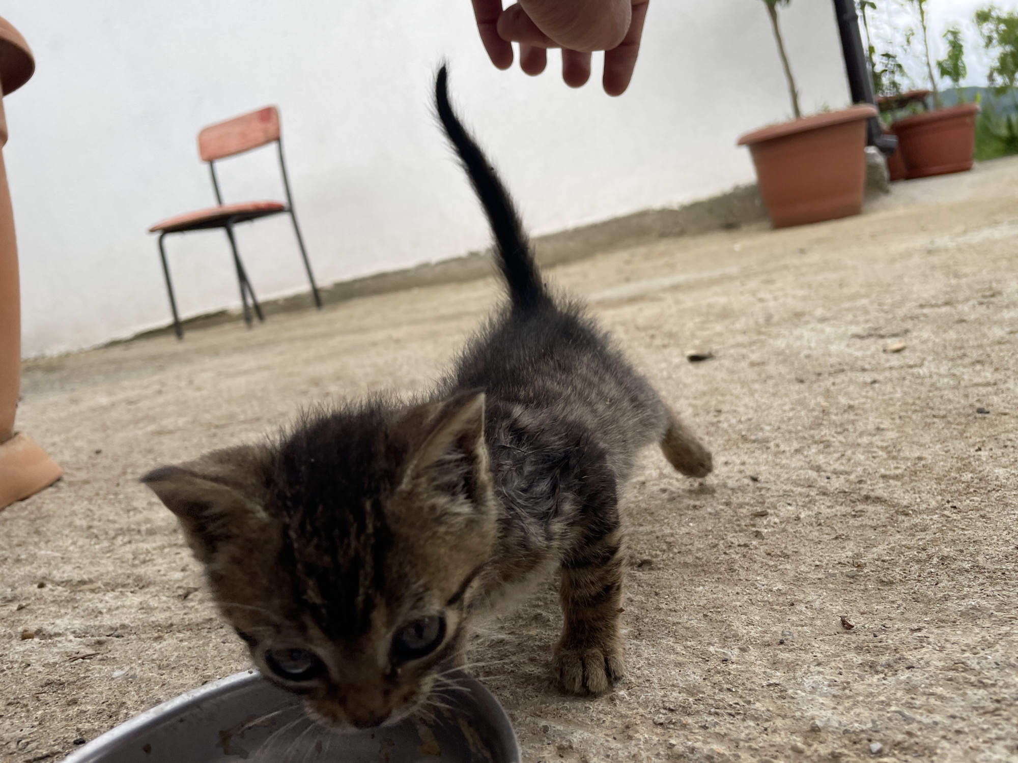 A small, tabby kitten is drinking from a metal bowl on a concrete surface. Above the kitten is a human hand reaching down. In the background is a white wall, a red chair, and several terracotta flower pots. The location is likely Zlatograd, Bulgaria.