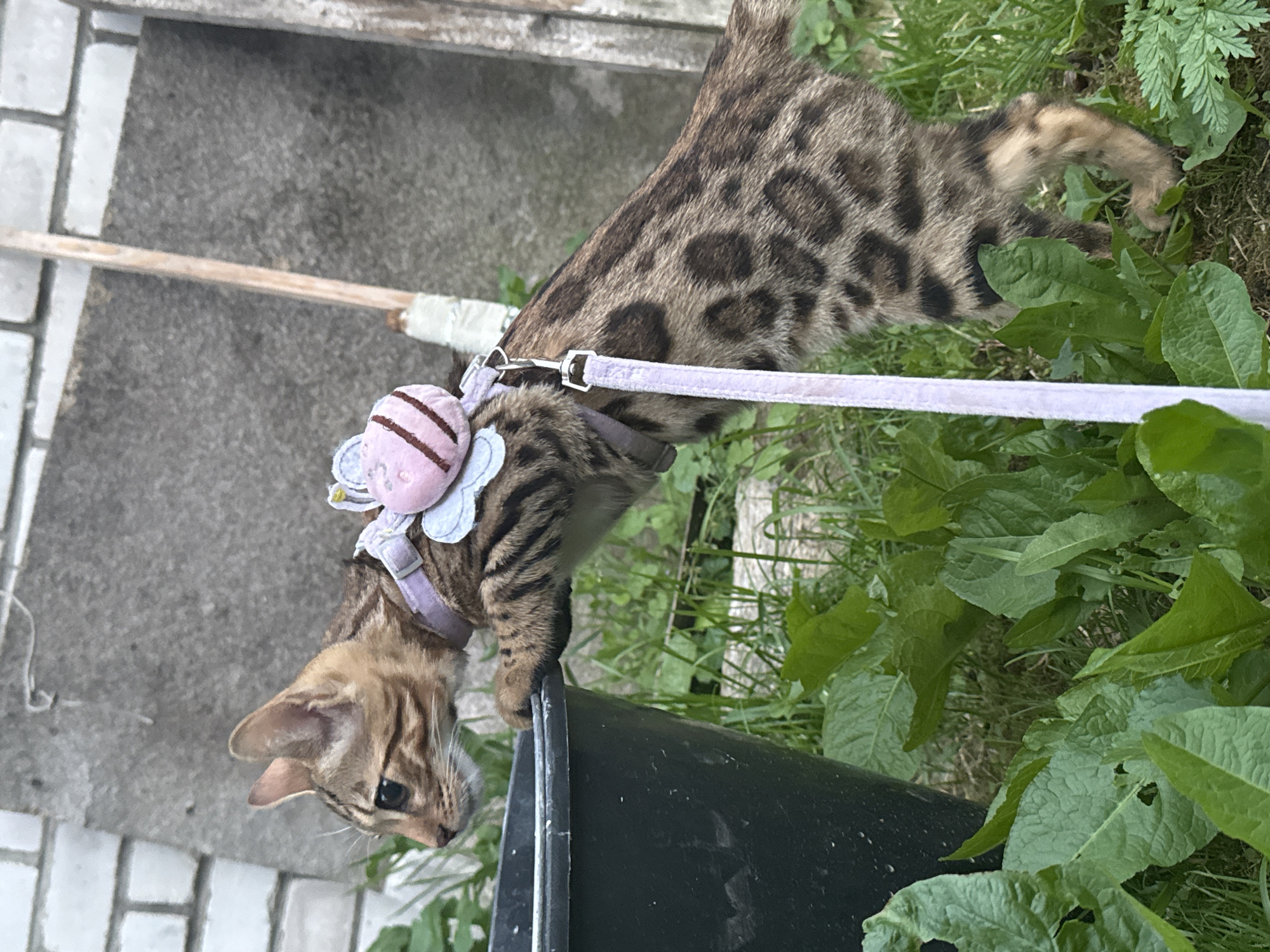 A Bengal cat, adorned with a pastel harness featuring a plush bee accessory, is positioned outdoors. The cat is leaning forward, with its front paws resting on the rim of a dark-colored plastic bucket. The cat is looking to its left. The surrounding environment is grassy, with lush green foliage present. In the background, a section of a brick wall and a concrete surface are visible, along with wooden elements that appear to be part of a fence or structure. The presence of the cat and its harness suggests it may be a pet being supervised in an outdoor space. The image does not provide any information that would allow for the identification of the specific location within the city of Rzhev, Russia.