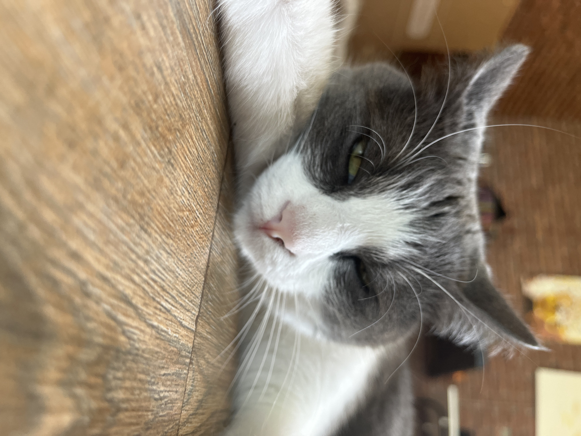 A low-angle, close-up shot captures a grey and white cat resting on a wooden floor. The cat's eyes are partially closed, giving it a sleepy or relaxed appearance. Its paws are stretched out in front of it, and its whiskers are prominent. The background is blurred, showing what appears to be a brick wall and some indistinct objects, suggesting an indoor setting. The scene is devoid of any human presence or specific urban context that would allow for identification of the city of Ureki, Georgia.