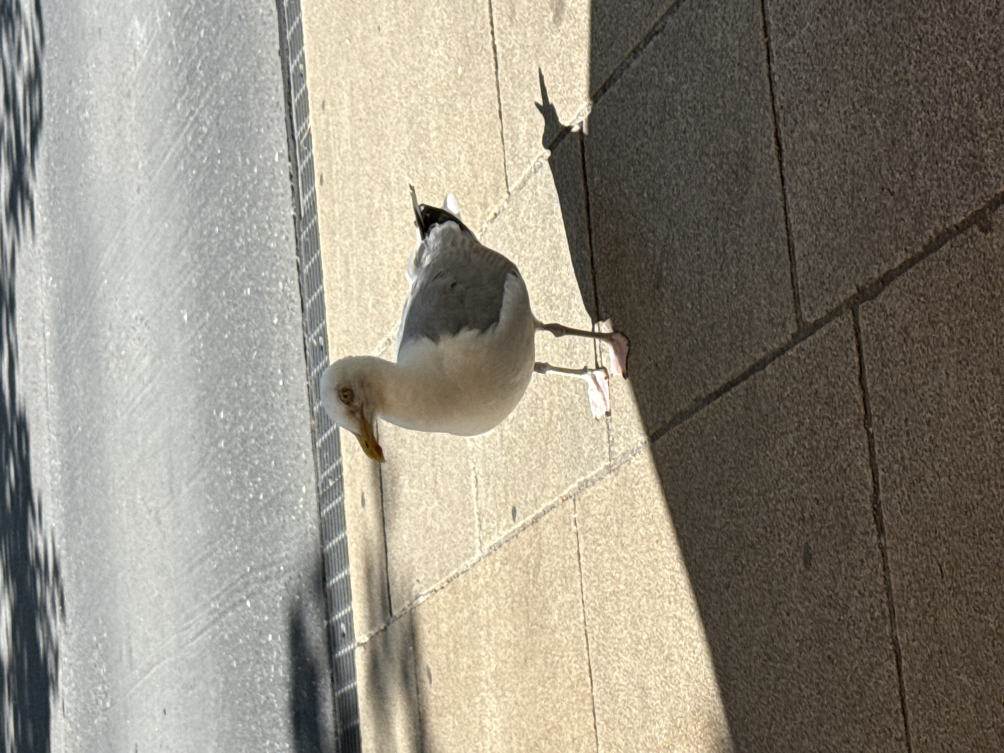 A seagull stands on a paved sidewalk next to a street. The seagull is facing right, with its head turned slightly to the left. It has white and gray feathers and a yellow beak. The sidewalk is made of square, tan tiles. A black metal grate runs along the edge of the sidewalk, separating it from the street. The street is paved with asphalt and is mostly in shadow, with some sunlight filtering through trees. A shadow of the seagull is cast on the sidewalk to its right. The overall scene appears to be an urban environment on a sunny day.