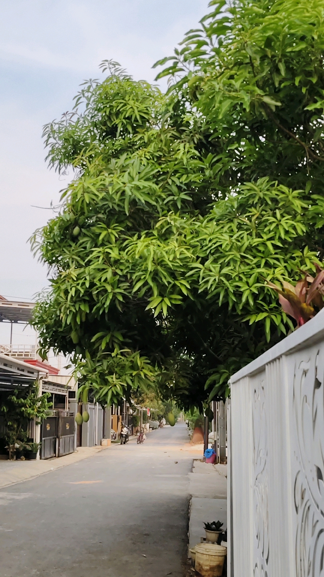A narrow paved street in the city of Banjarmasin, Indonesia, is lined with houses and trees. On the left side, several houses with metal gates are visible, with one house featuring a white balcony. Lush green trees with visible green mangoes hang over the street, casting shadows. On the right side of the street, a white decorative fence partially obscures the view of the houses behind it. A few motorcycles and a bicycle are parked along the street. The sky is overcast.