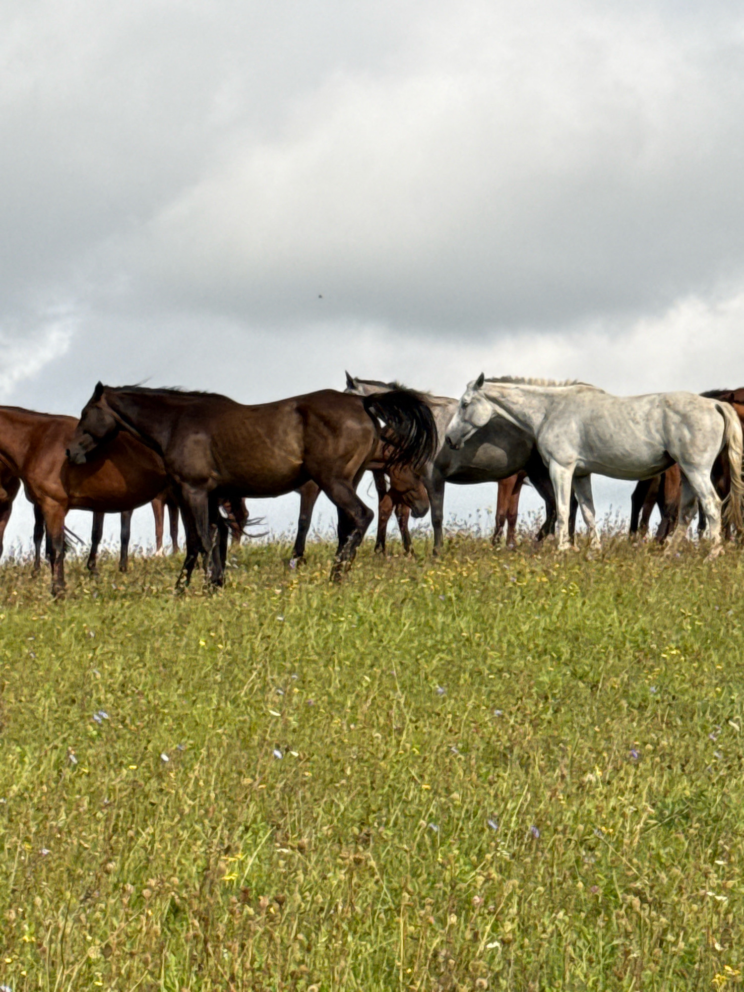 A herd of horses stands on a grassy hill under a cloudy sky. The horses are of various colors, including brown, dark brown, and gray. They are standing in profile, facing to the left. The hill is covered in green grass and wildflowers. The sky is overcast with gray clouds. The location is in the city of Galinė, Lithuania.