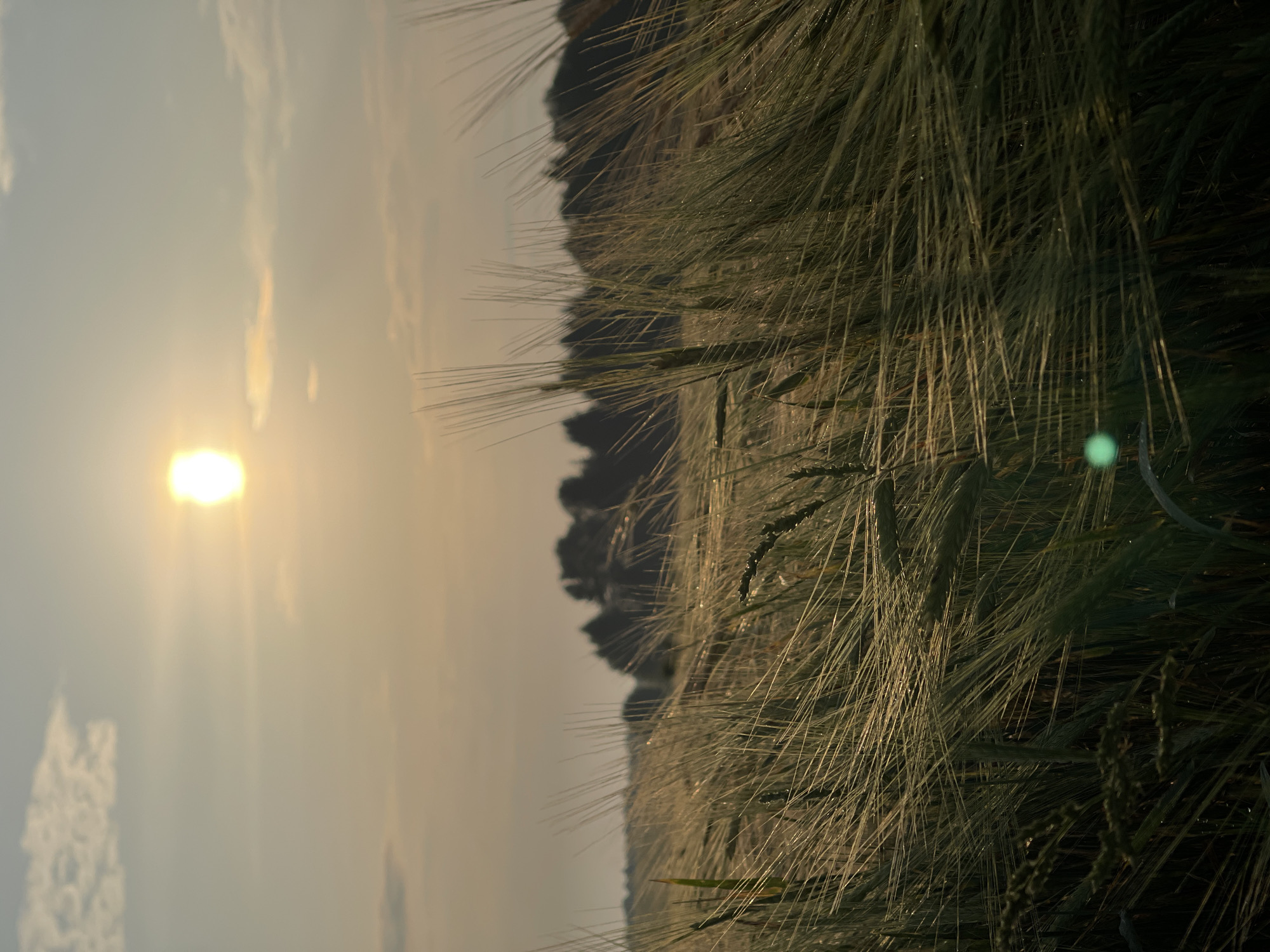 This image depicts a golden wheat field under a hazy, sunlit sky. The sun, a bright orb, is positioned in the upper center of the frame, casting a soft glow over the scene. The wheat stalks, elongated and finely detailed, dominate the foreground, swaying gently and catching the sunlight. Some stalks appear to have dew droplets clinging to them. In the distance, a line of dark trees forms a silhouette against the sky, suggesting a wooded area bordering the field. The overall impression is one of serene natural beauty, likely captured at sunrise or sunset. The location is identified as Ol'khovo, Russia. There are no people or animals visible in the image, and no discernable actions or interactions are taking place. The environment is purely agricultural and natural.