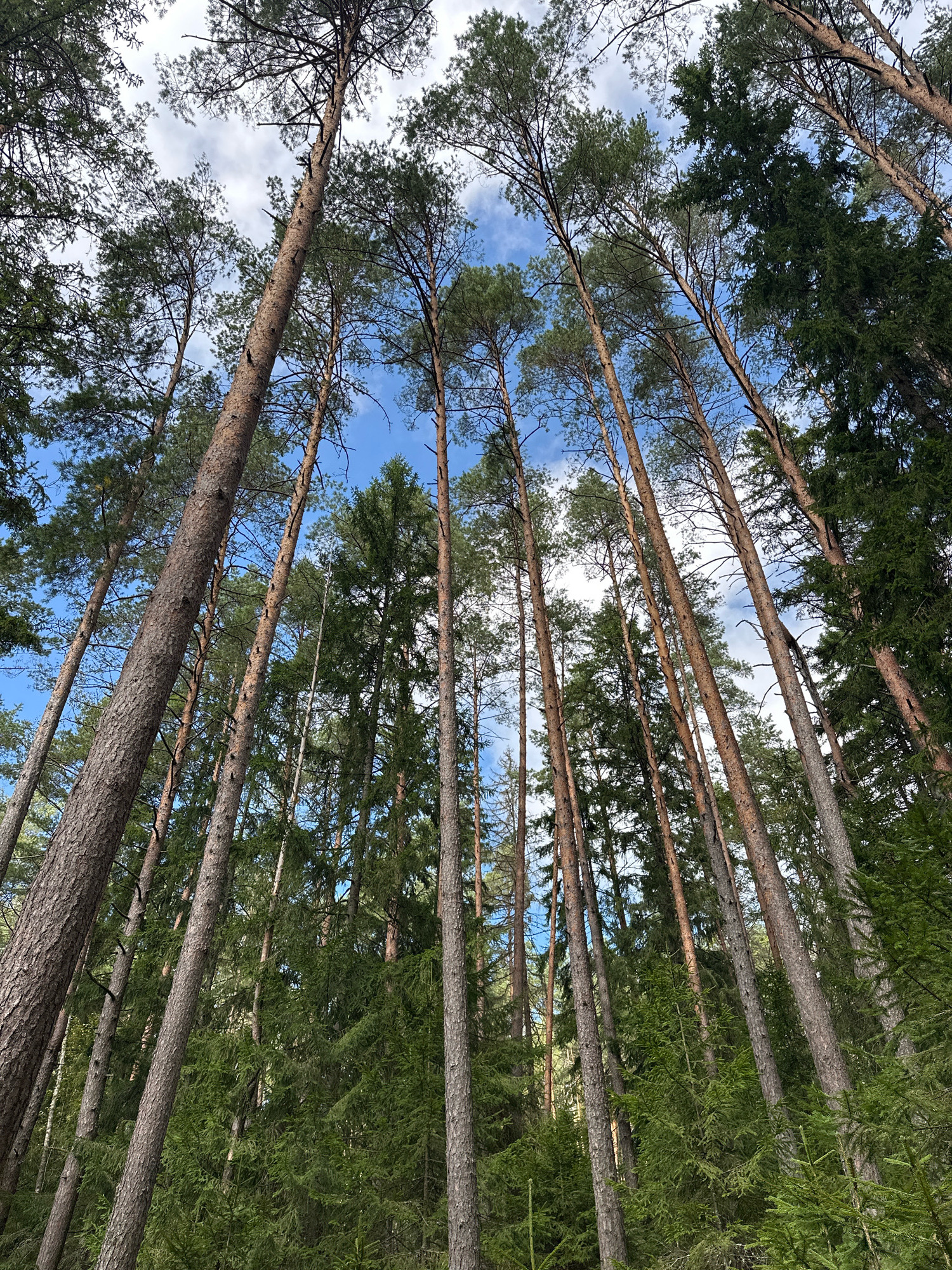 The image shows a low-angle view looking up at a dense forest with tall pine and spruce trees. The trees are predominantly light brown and dark green, with some interspersed lighter colored trunks. The ground beneath the trees is covered in lush green foliage, likely undergrowth. The sky is visible between the tree canopies, showing a mix of blue sky and white, fluffy clouds. The lighting suggests it is daytime, possibly late morning or early afternoon, with sunlight filtering through the branches. The scene is static and depicts a natural woodland environment. The location is identified as Свірскі сельскі Савет, Belarus.